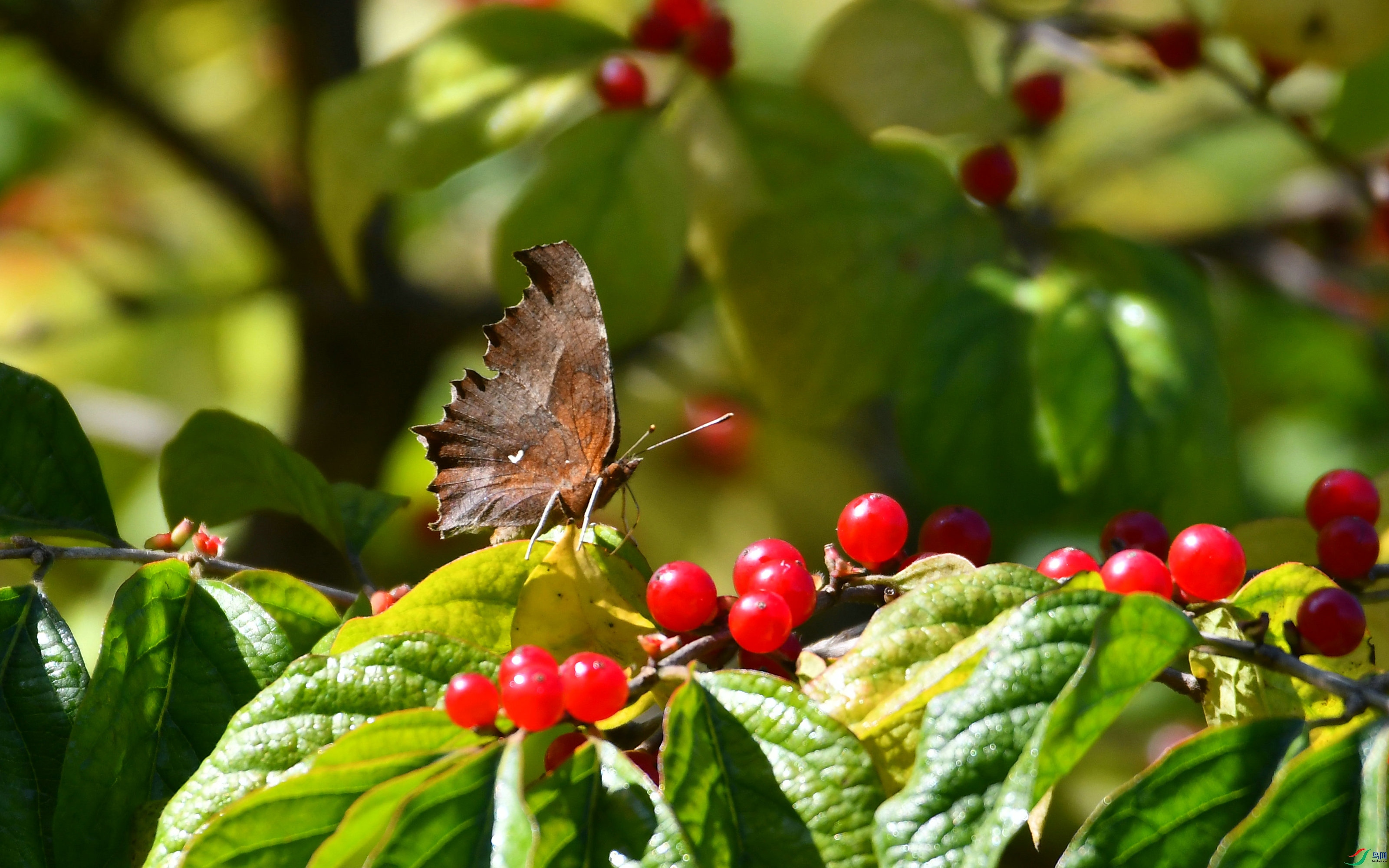 DSC_5726.JPG