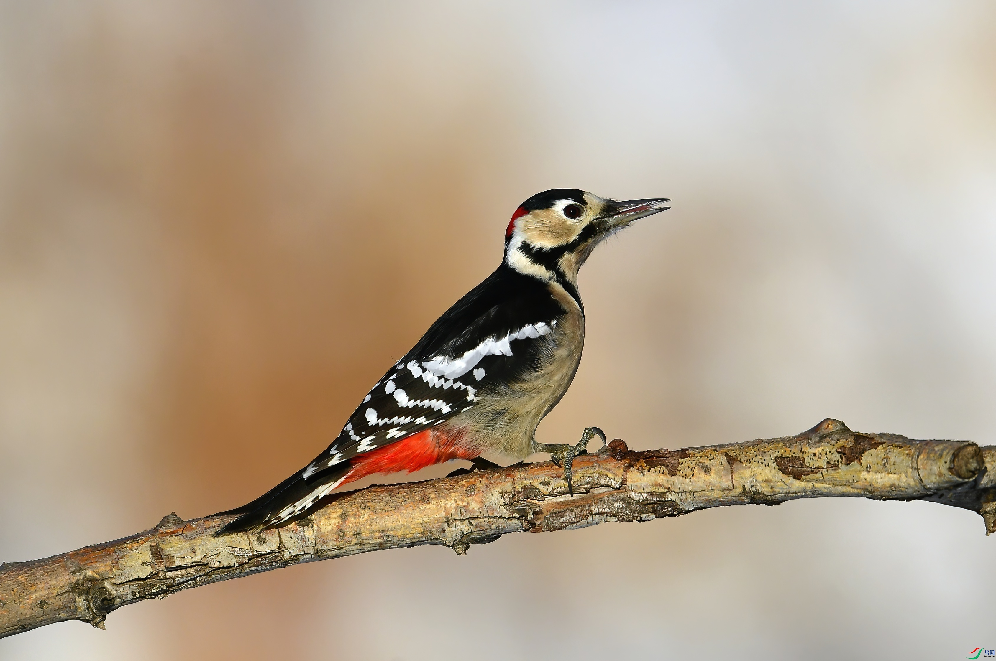 WZL_8836.jpg