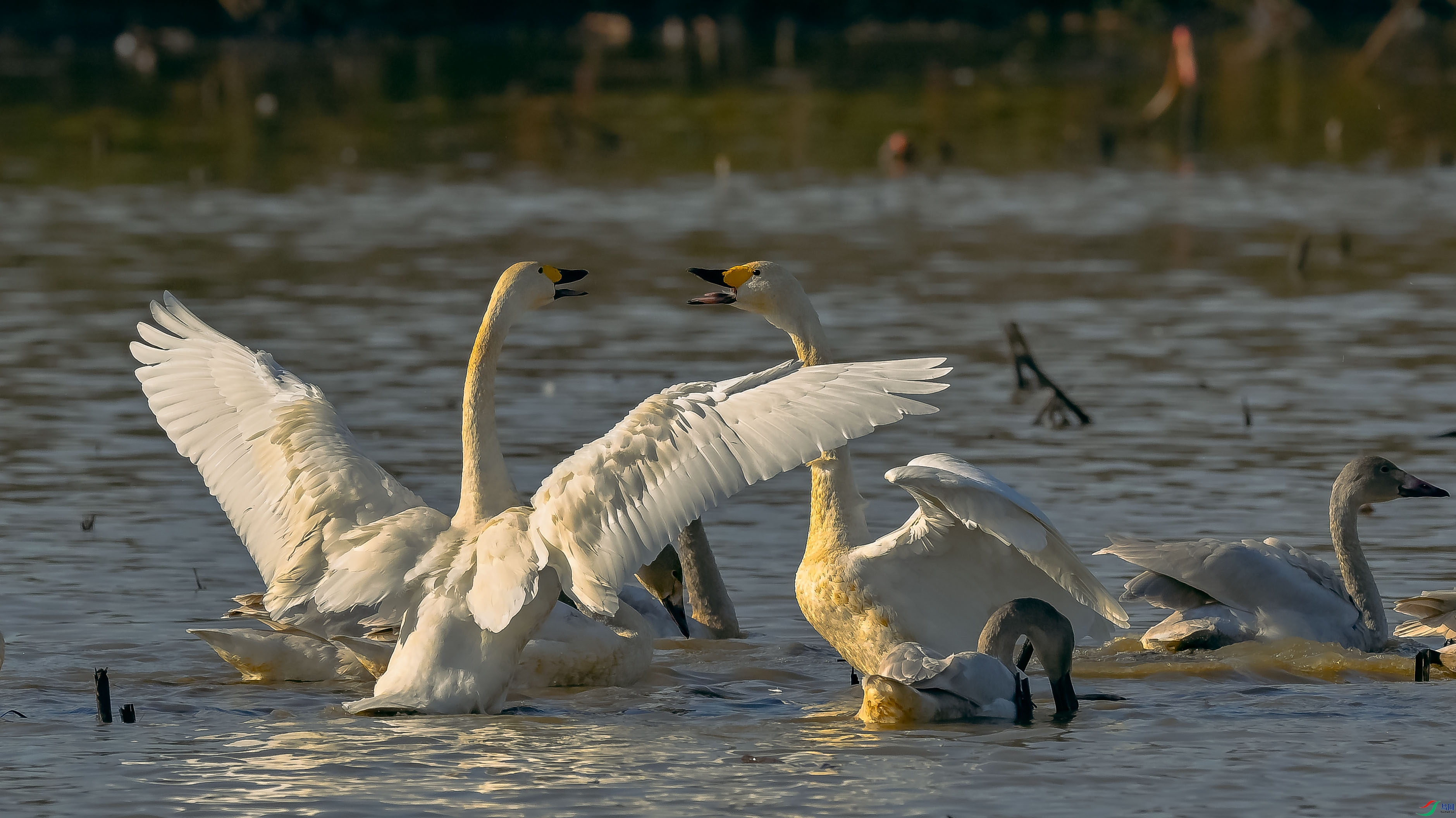 DSC_1730.jpg
