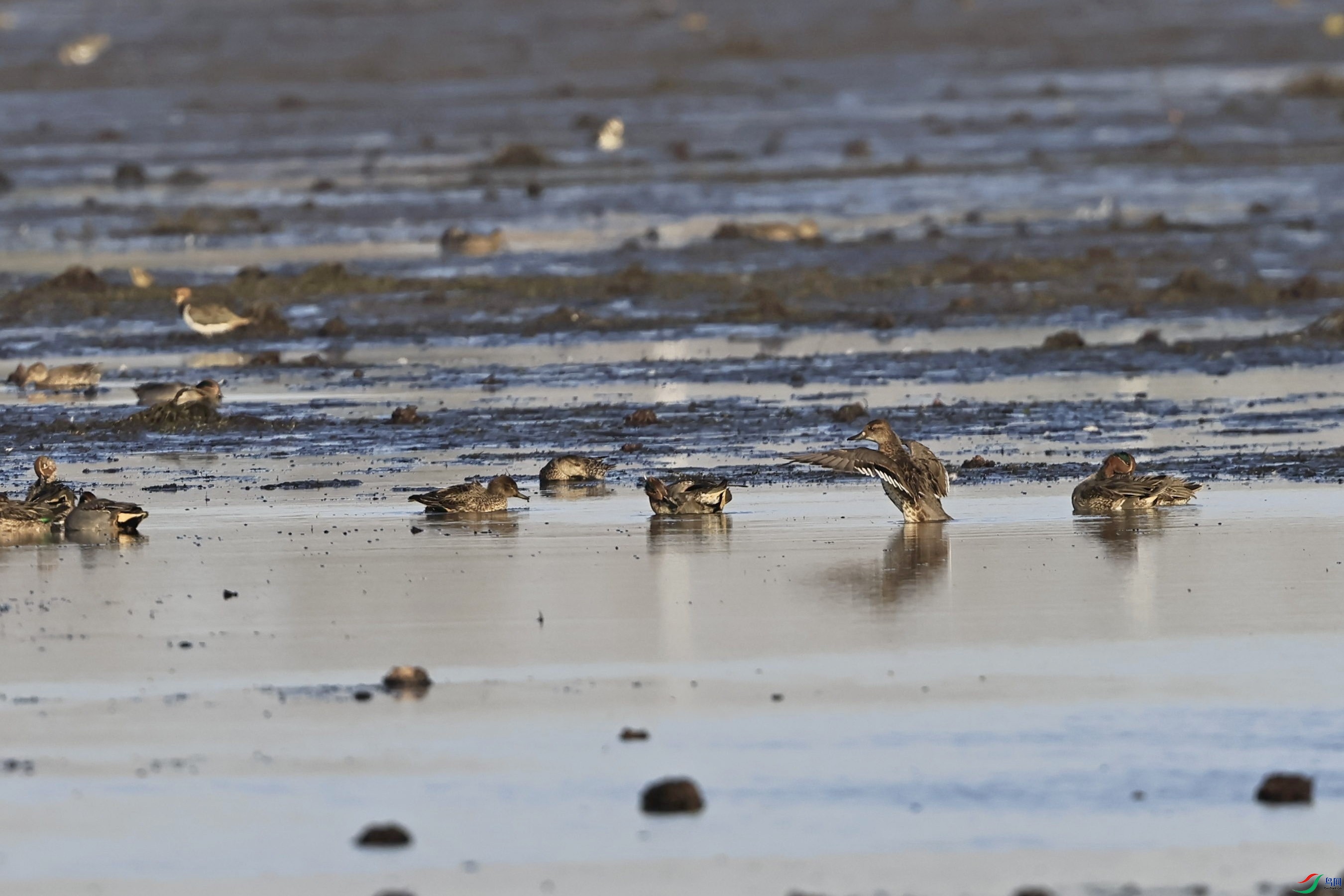 ����Ѽ���� _98A3120.jpg