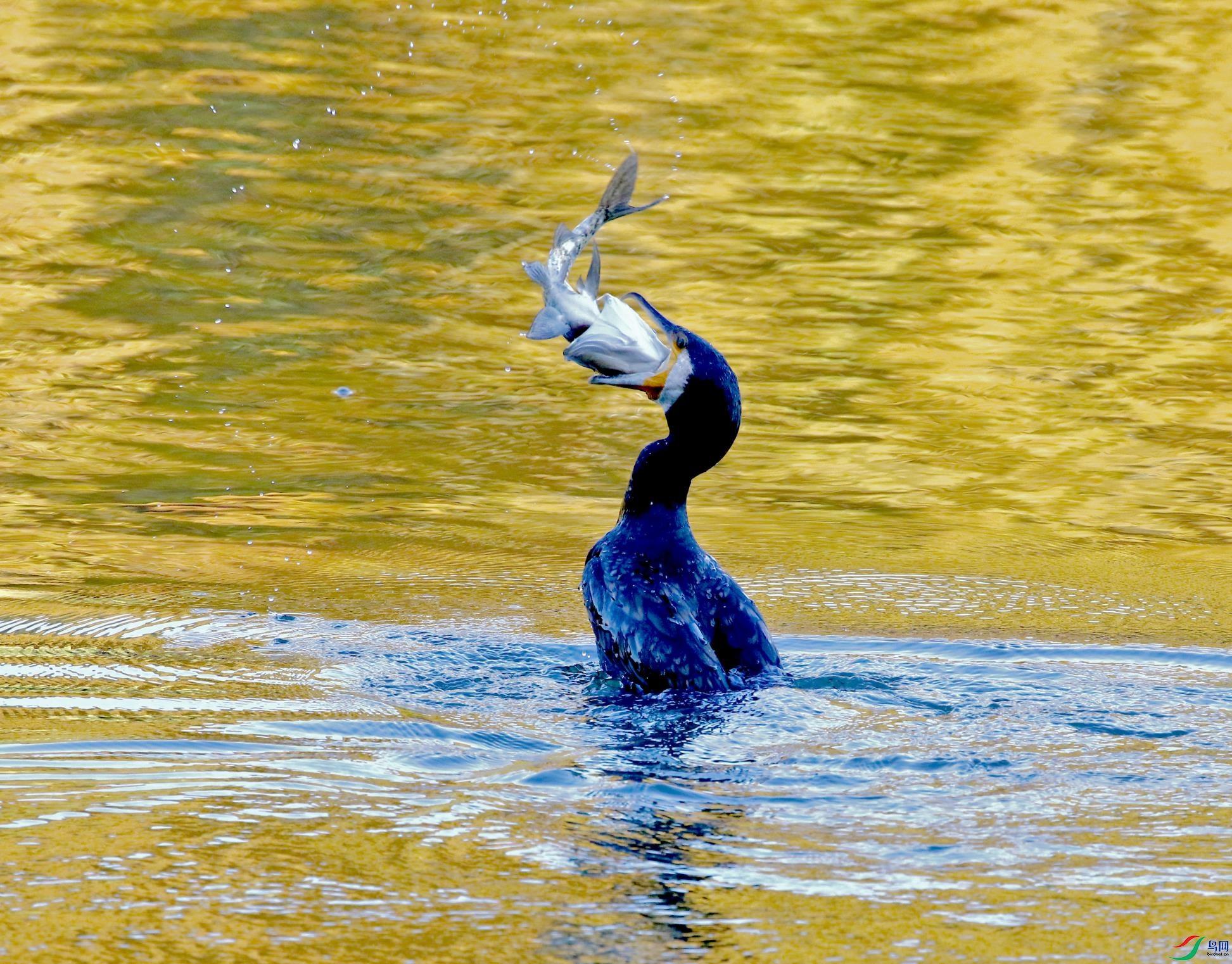 A33A4943 - ����.JPG