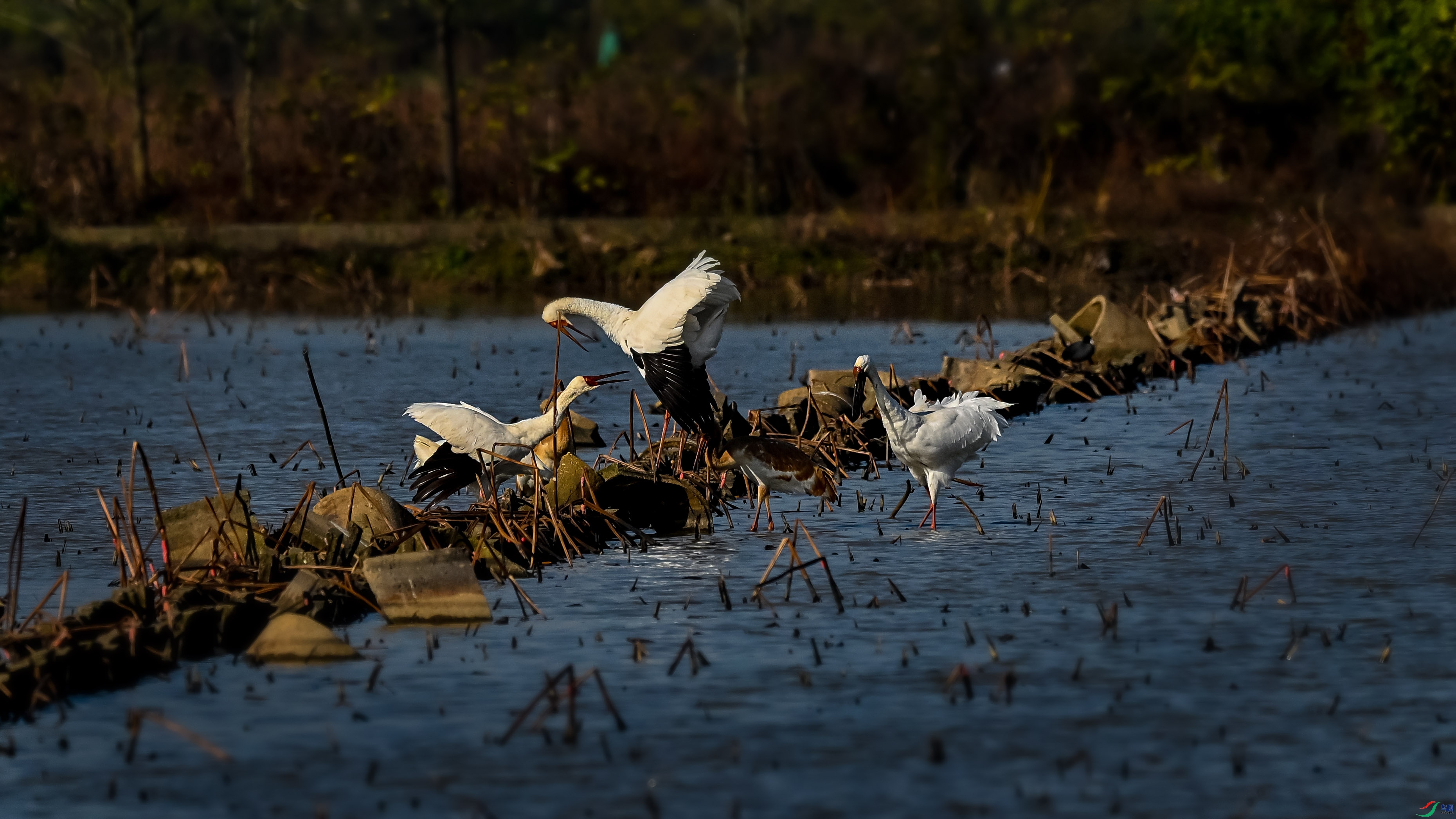 DSC_1578.jpg