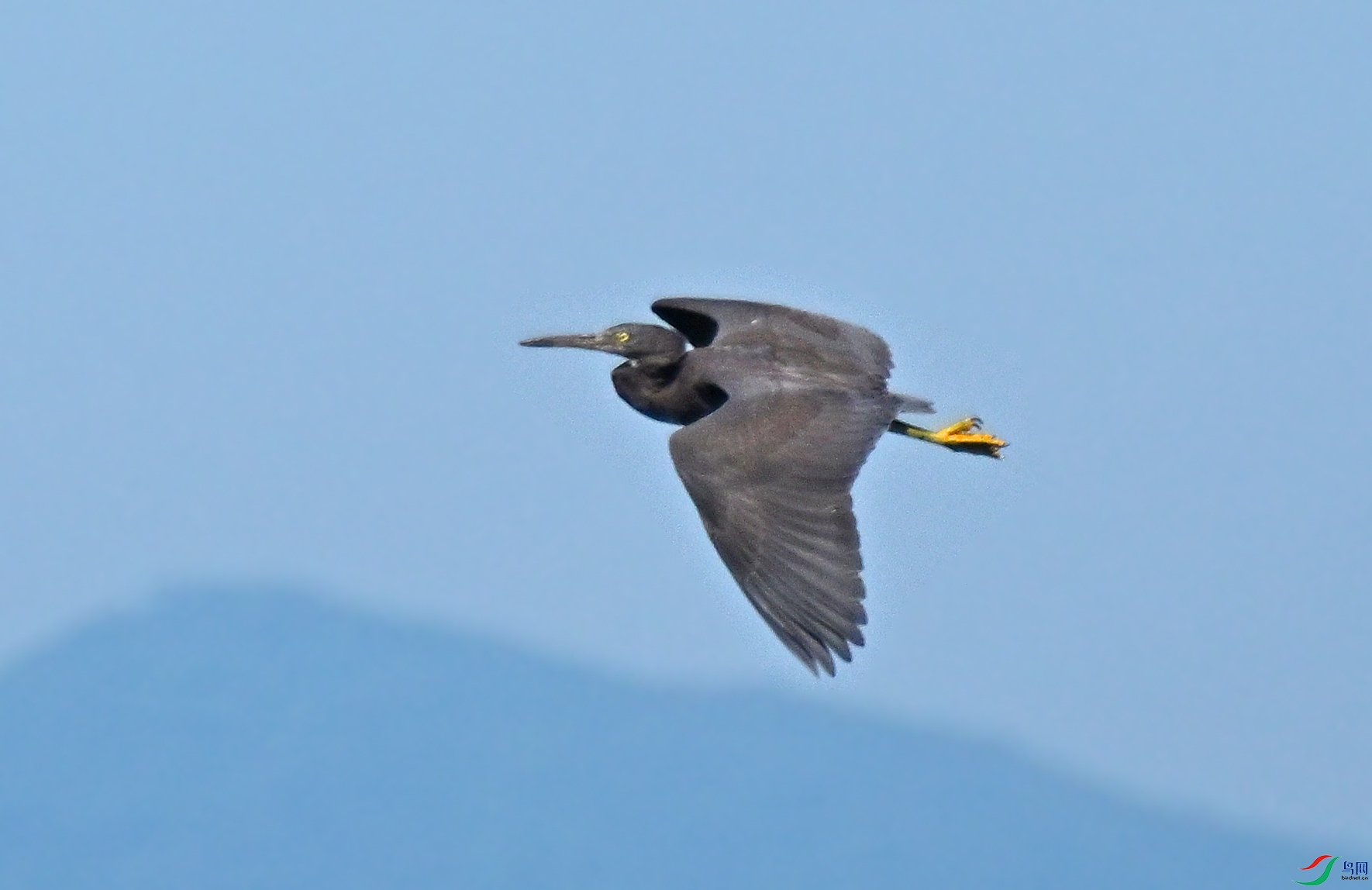 DSC_1735a.jpg