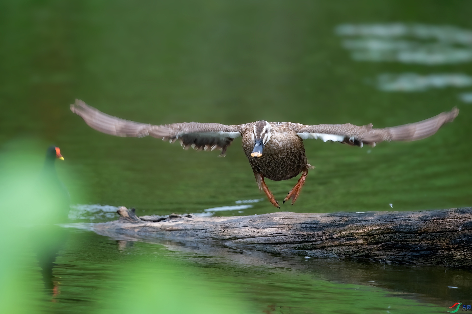 DSC_6605-1.jpg