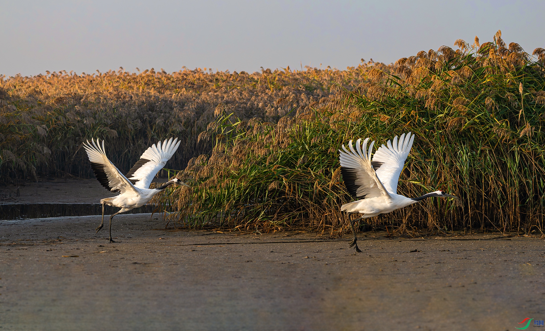 DSC_4284d.jpg