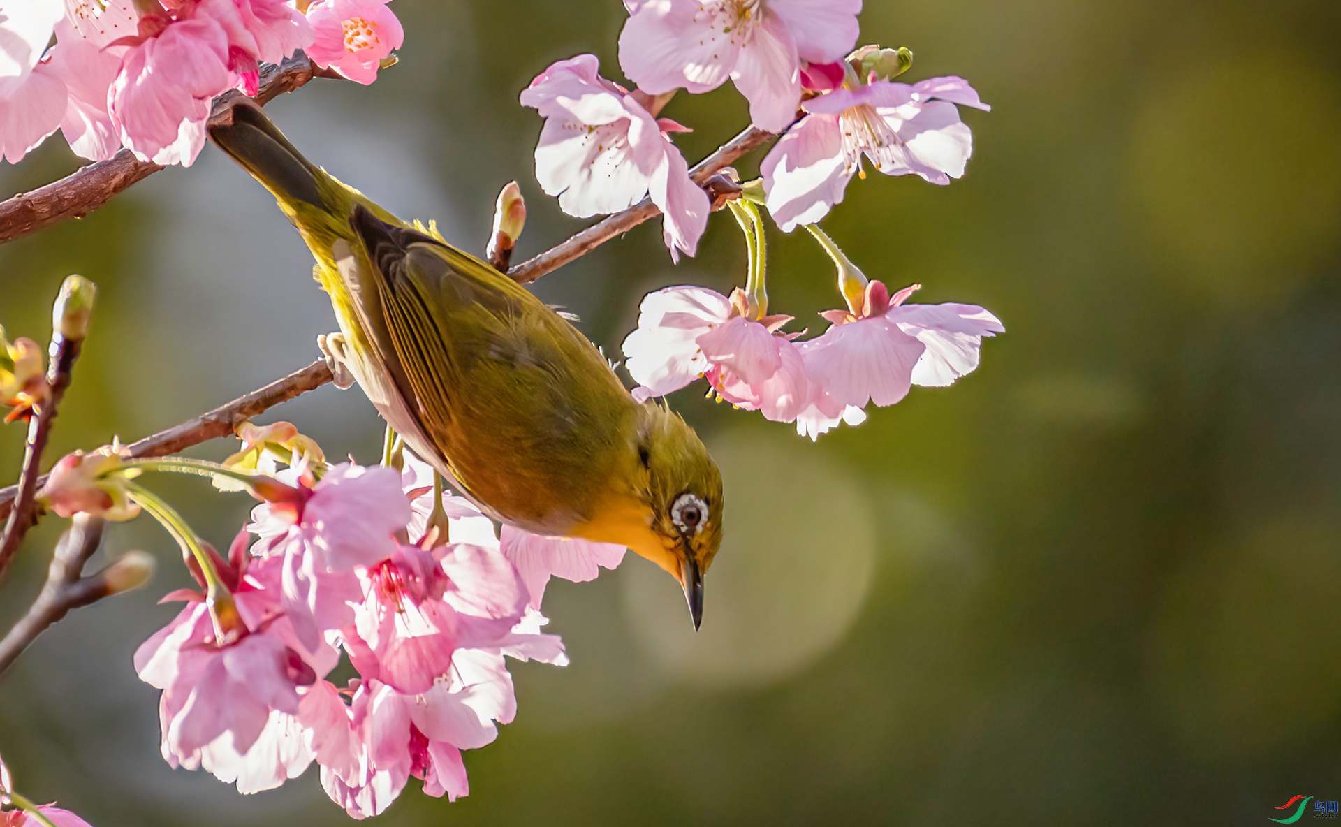 407A2447 ����-Sh----1  .jpg