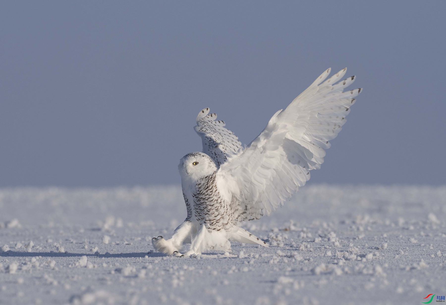 DSC06015 ����_����.jpg