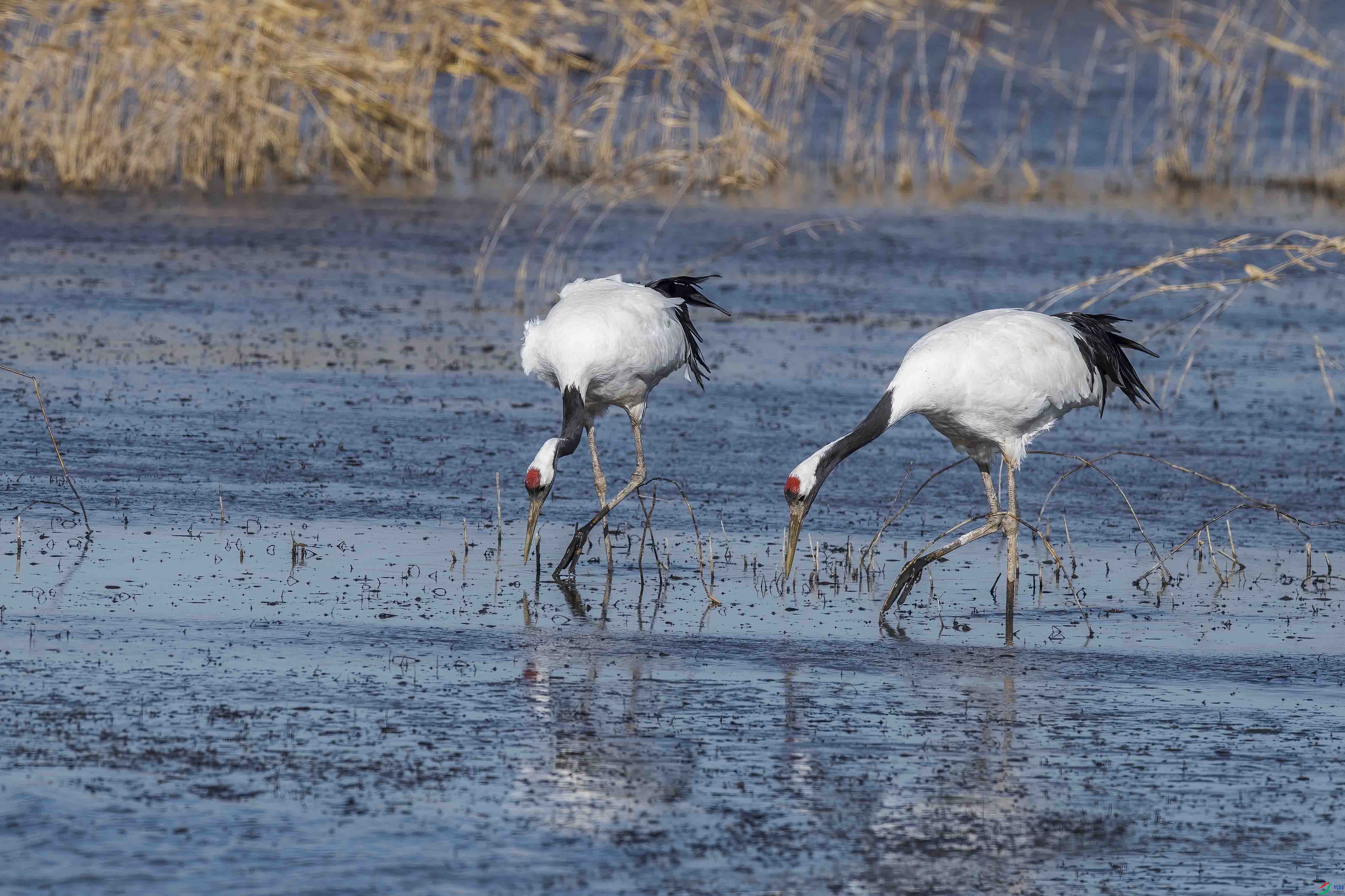 DSC_4871 ����.jpg