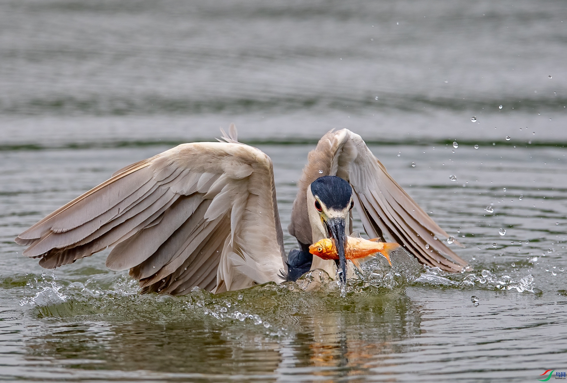 DSC_8873-1.jpg