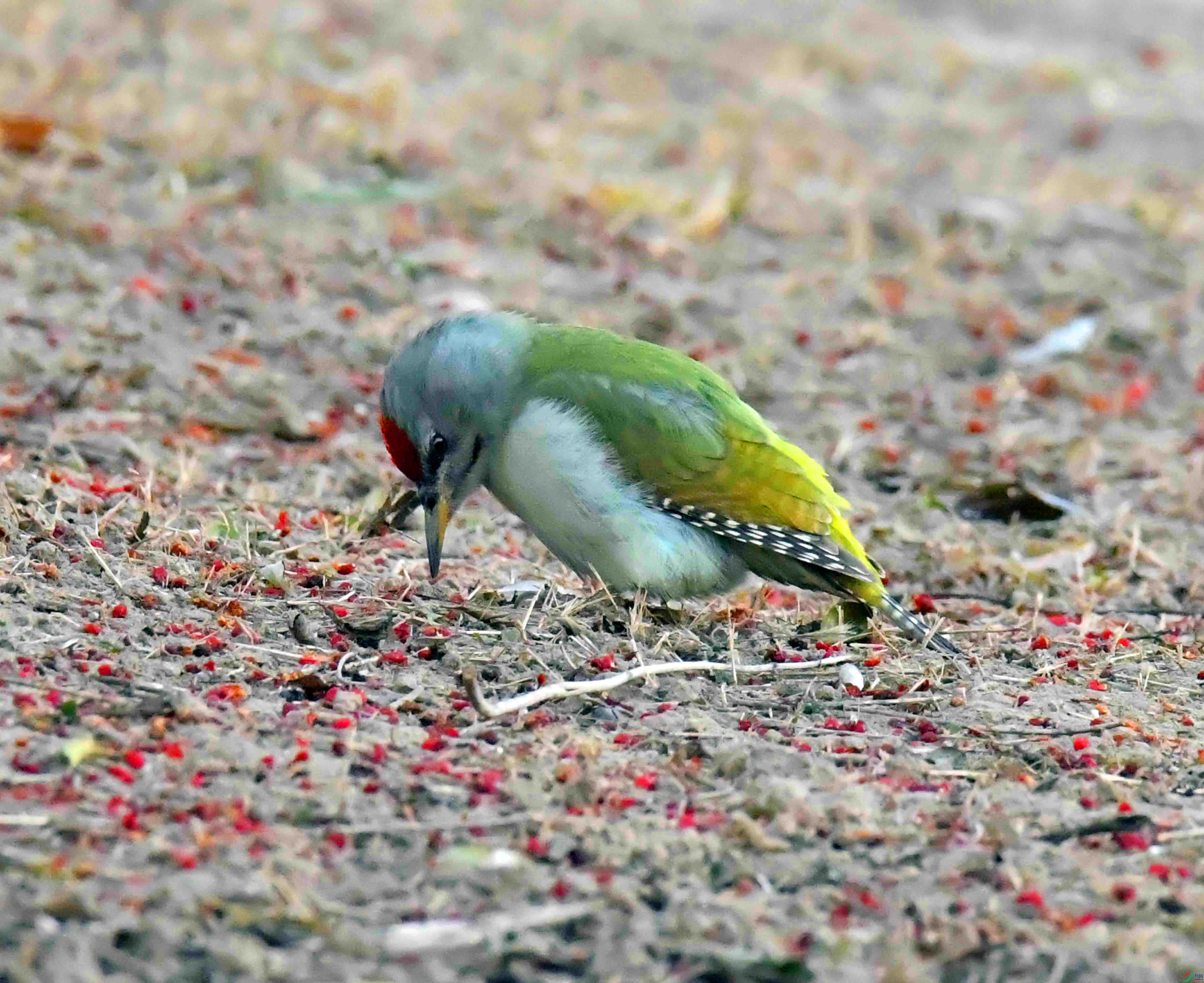 DSC_8128.JPG