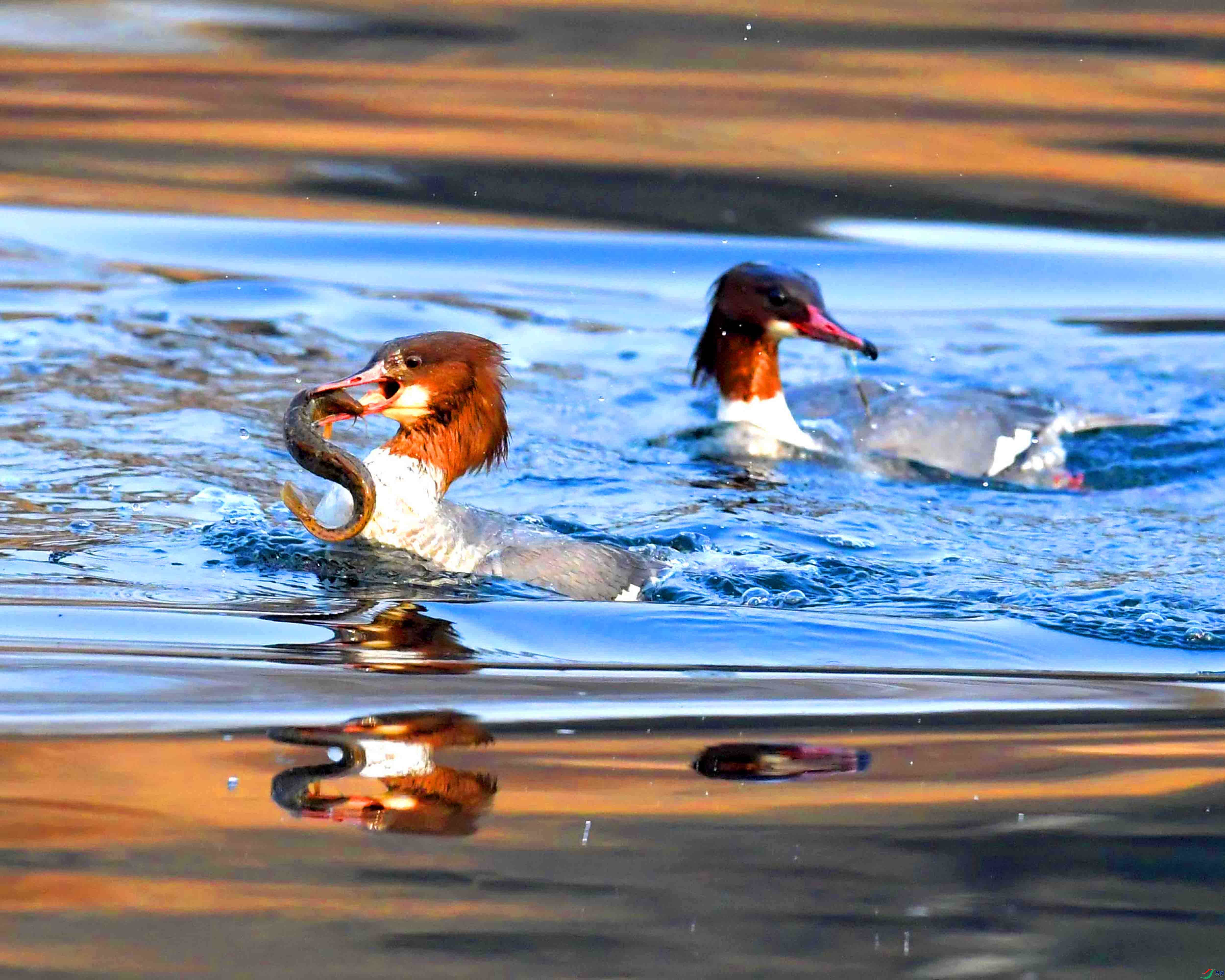 DSC_3524.JPG