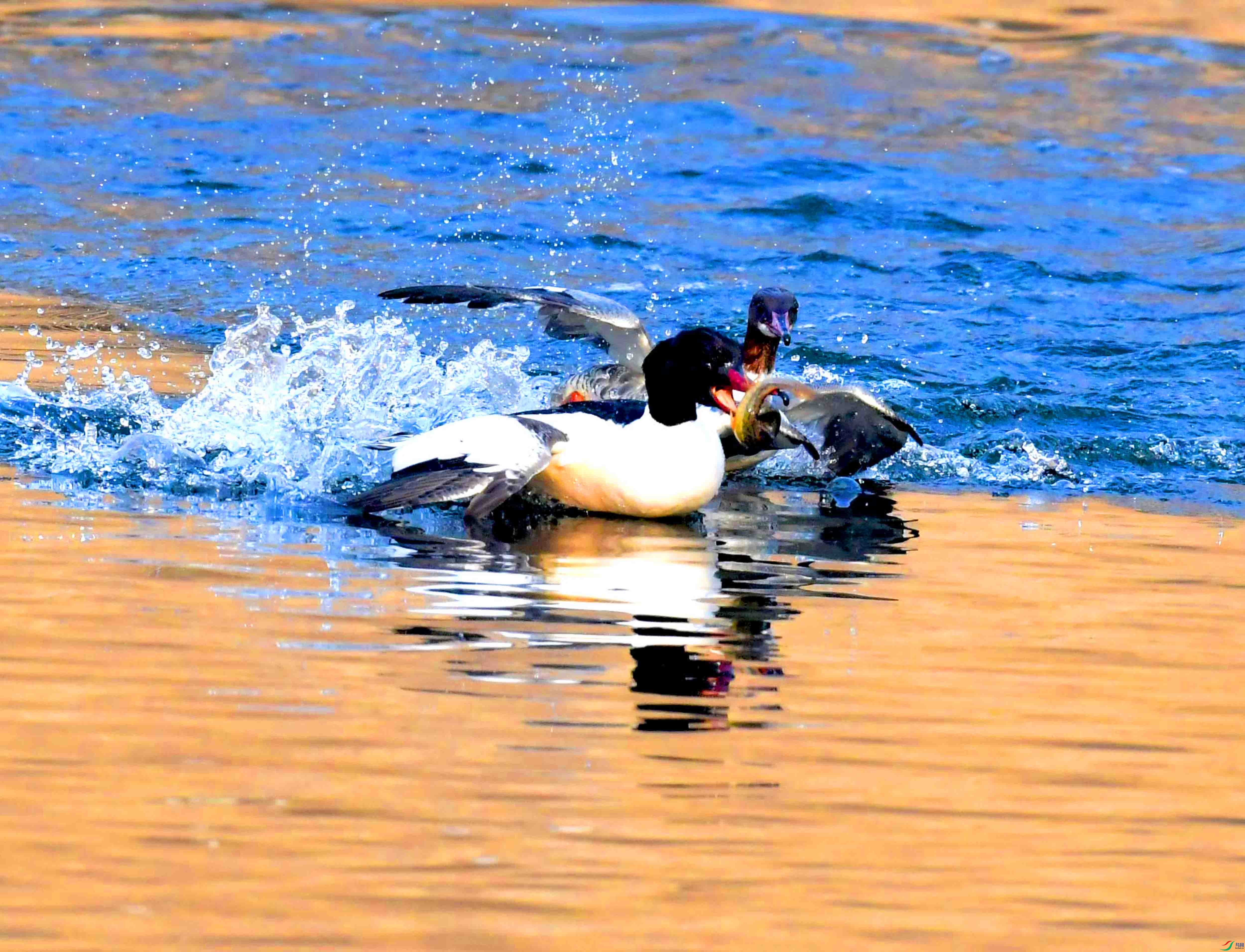 DSC_3683.JPG