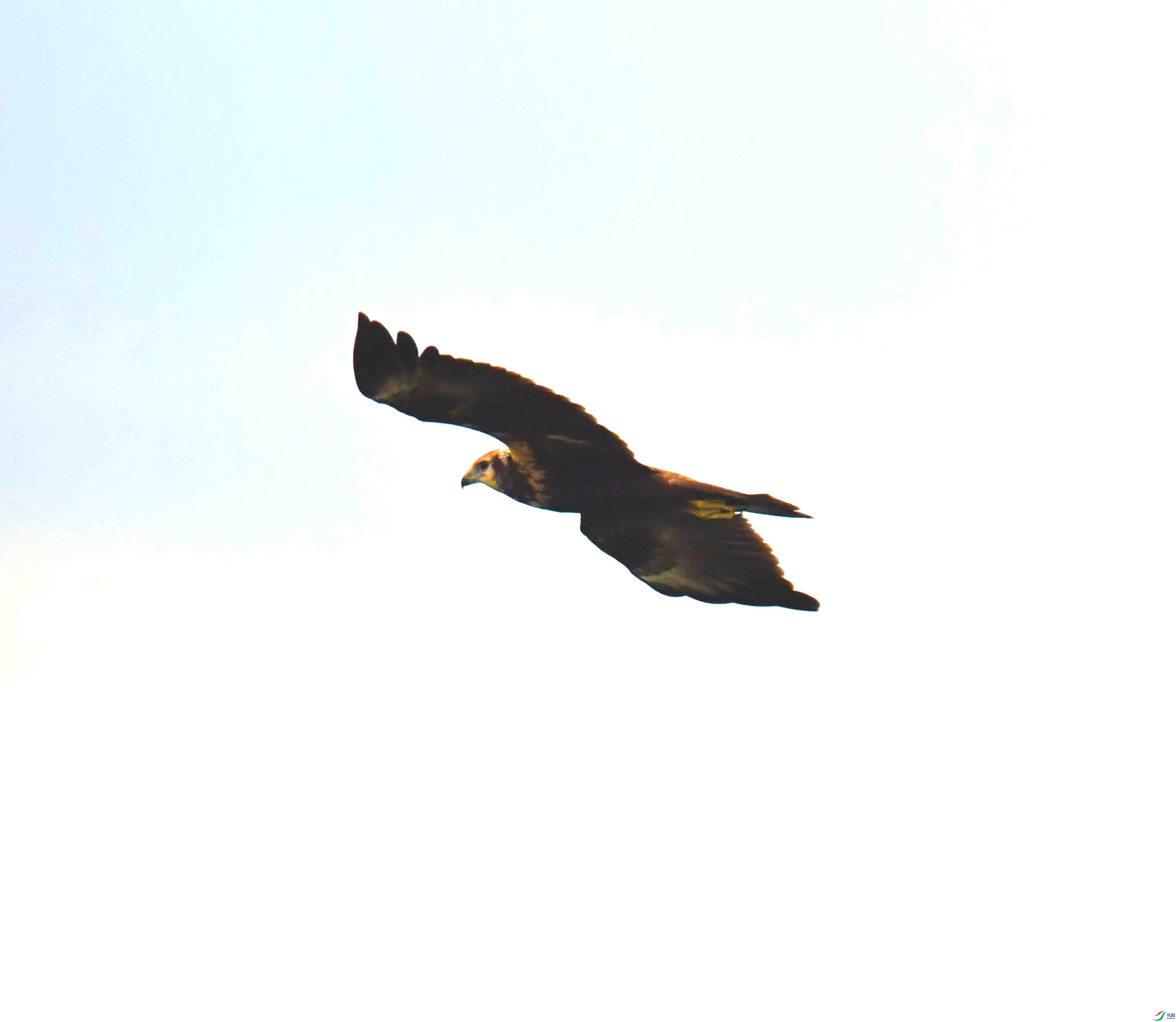 DSC_7852.JPG