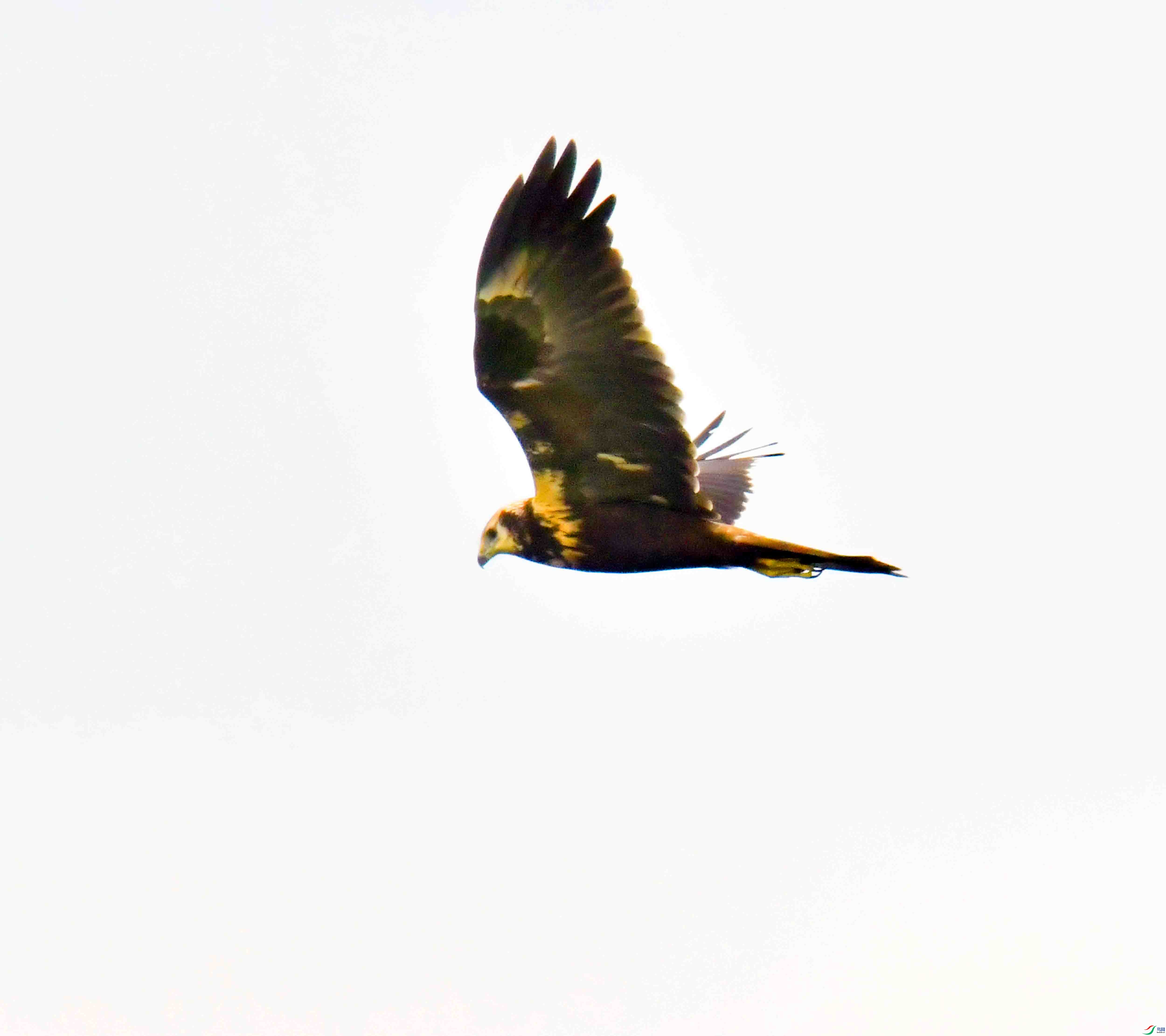 DSC_7851.JPG