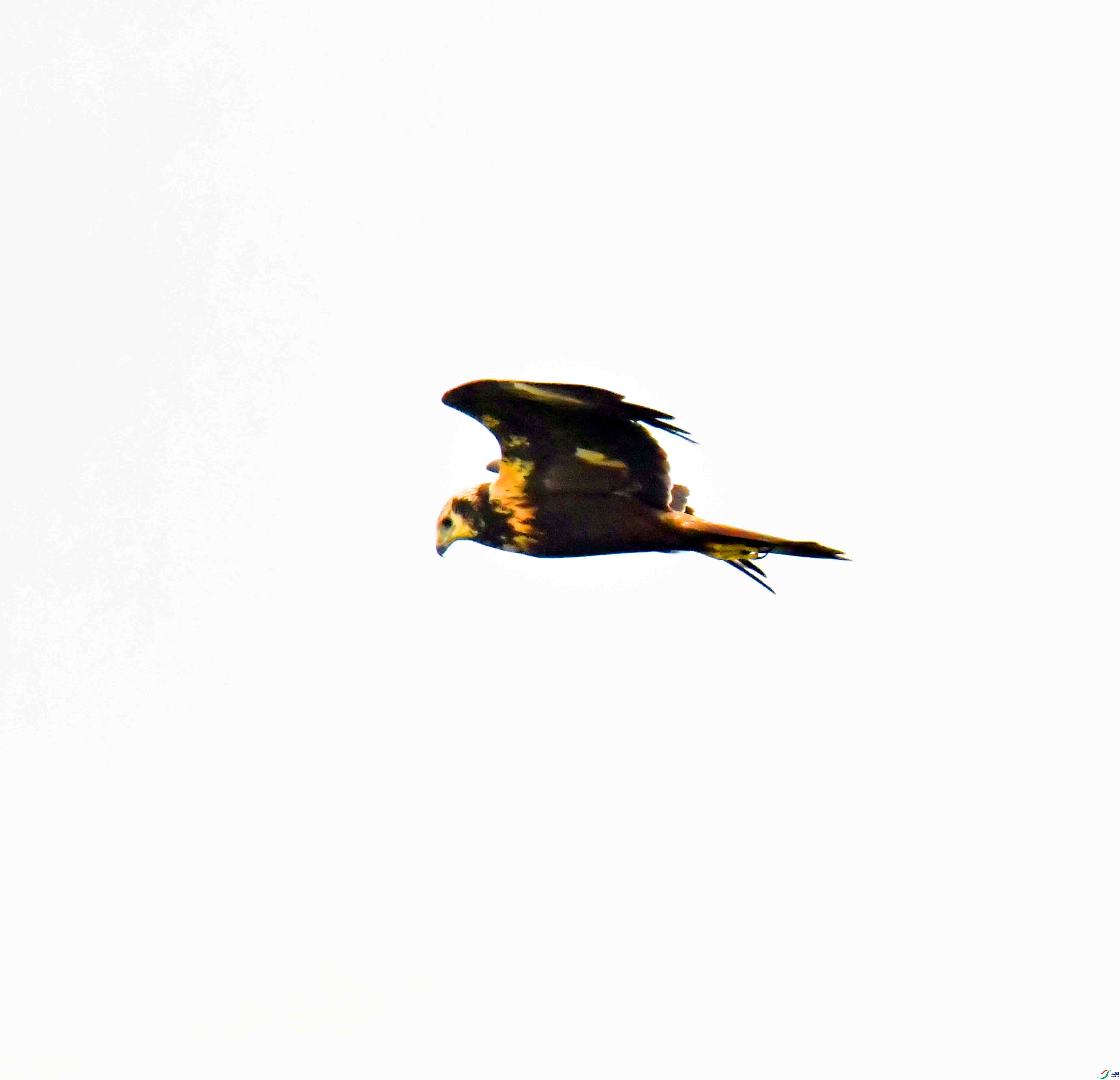 DSC_7850.JPG