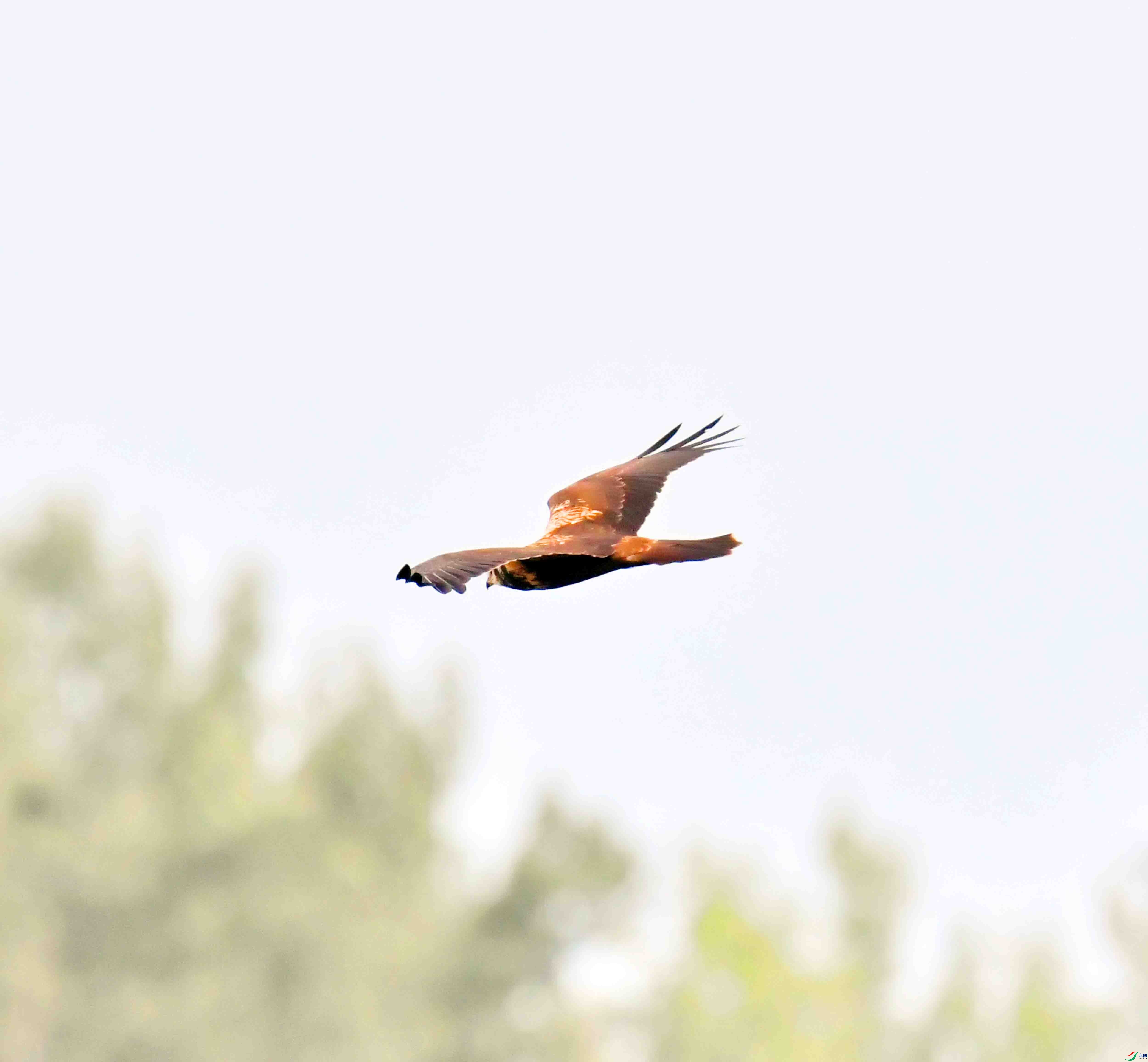 DSC_7854.JPG