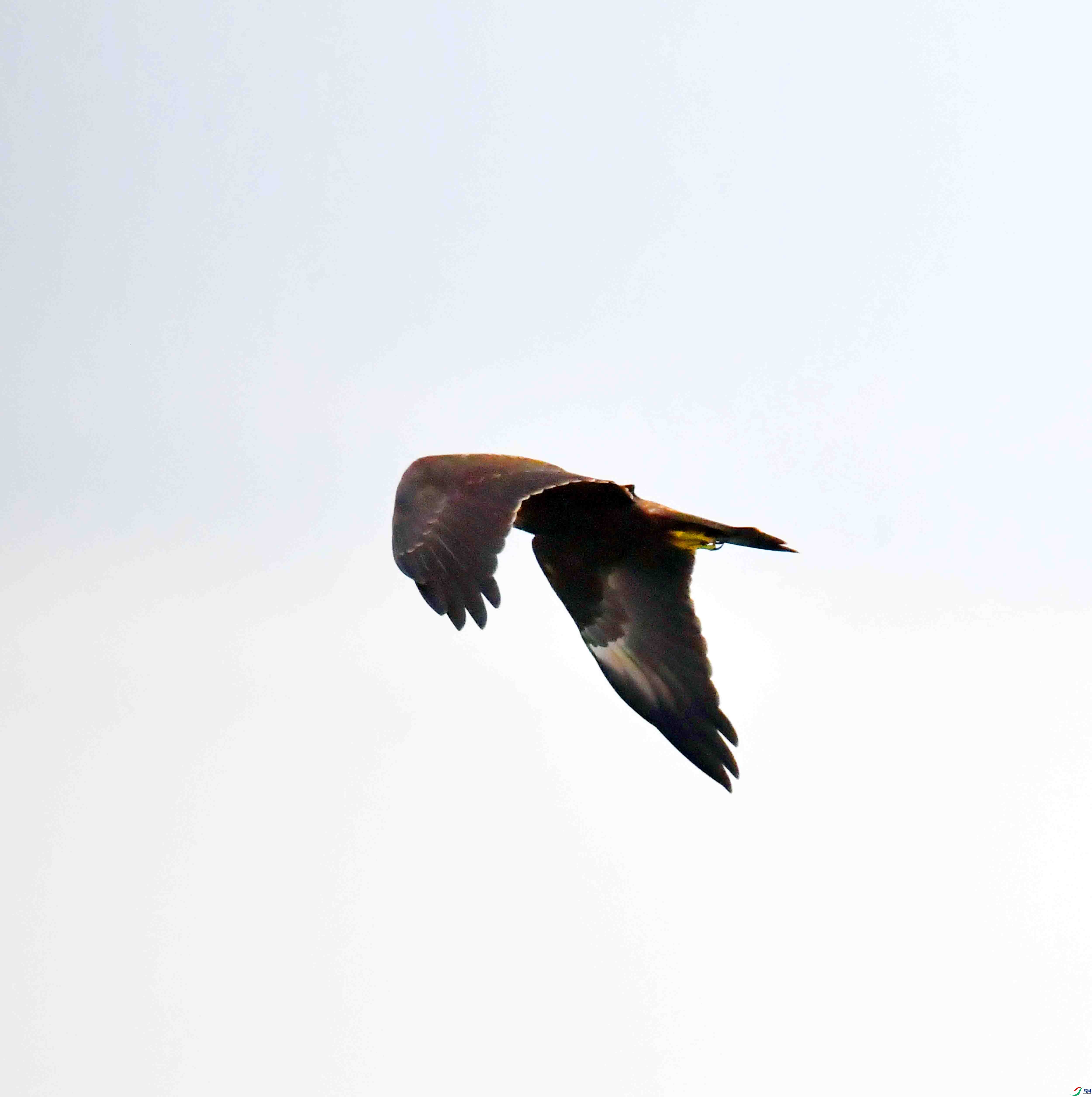 DSC_7853.JPG