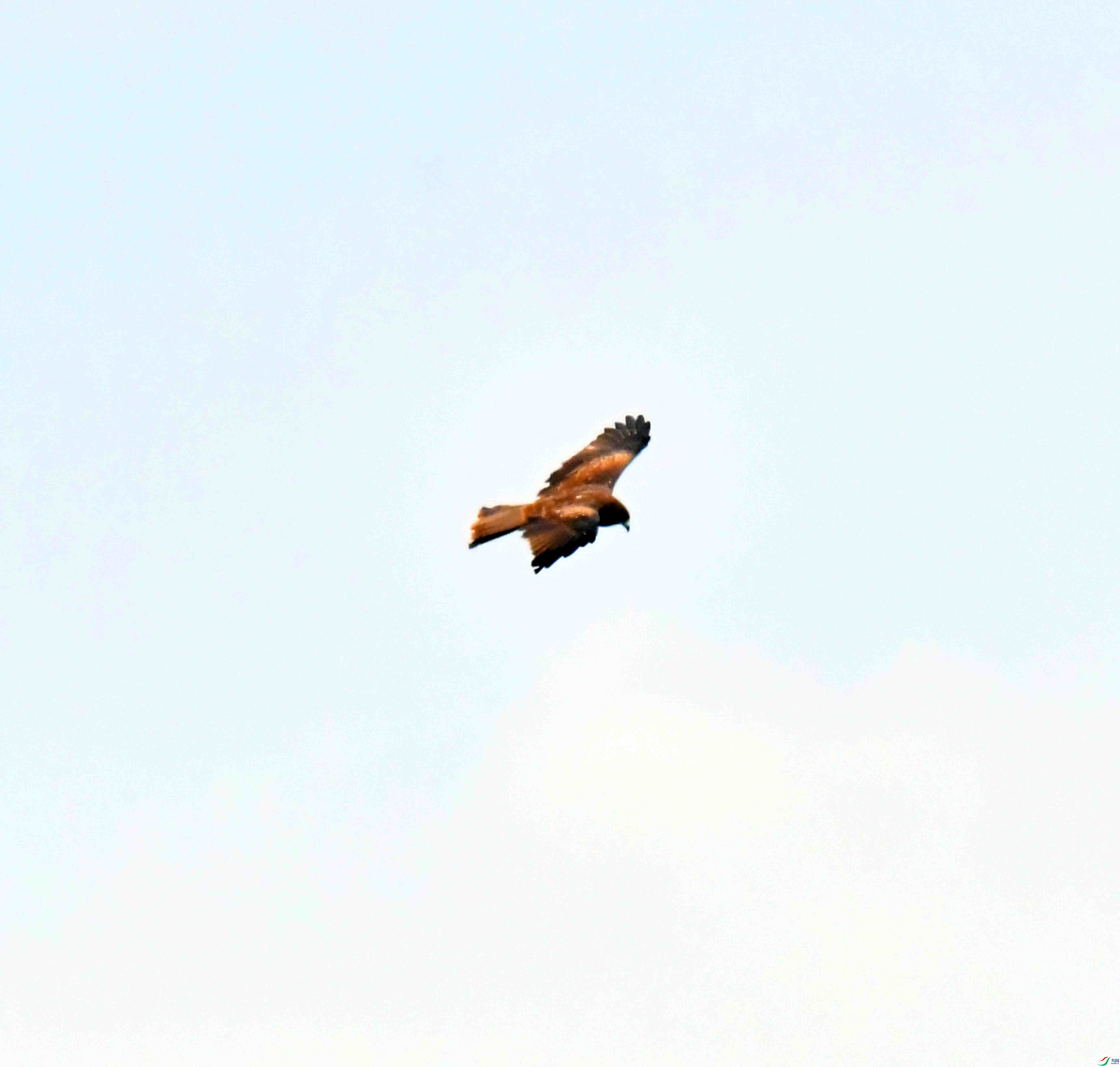 DSC_7936.JPG