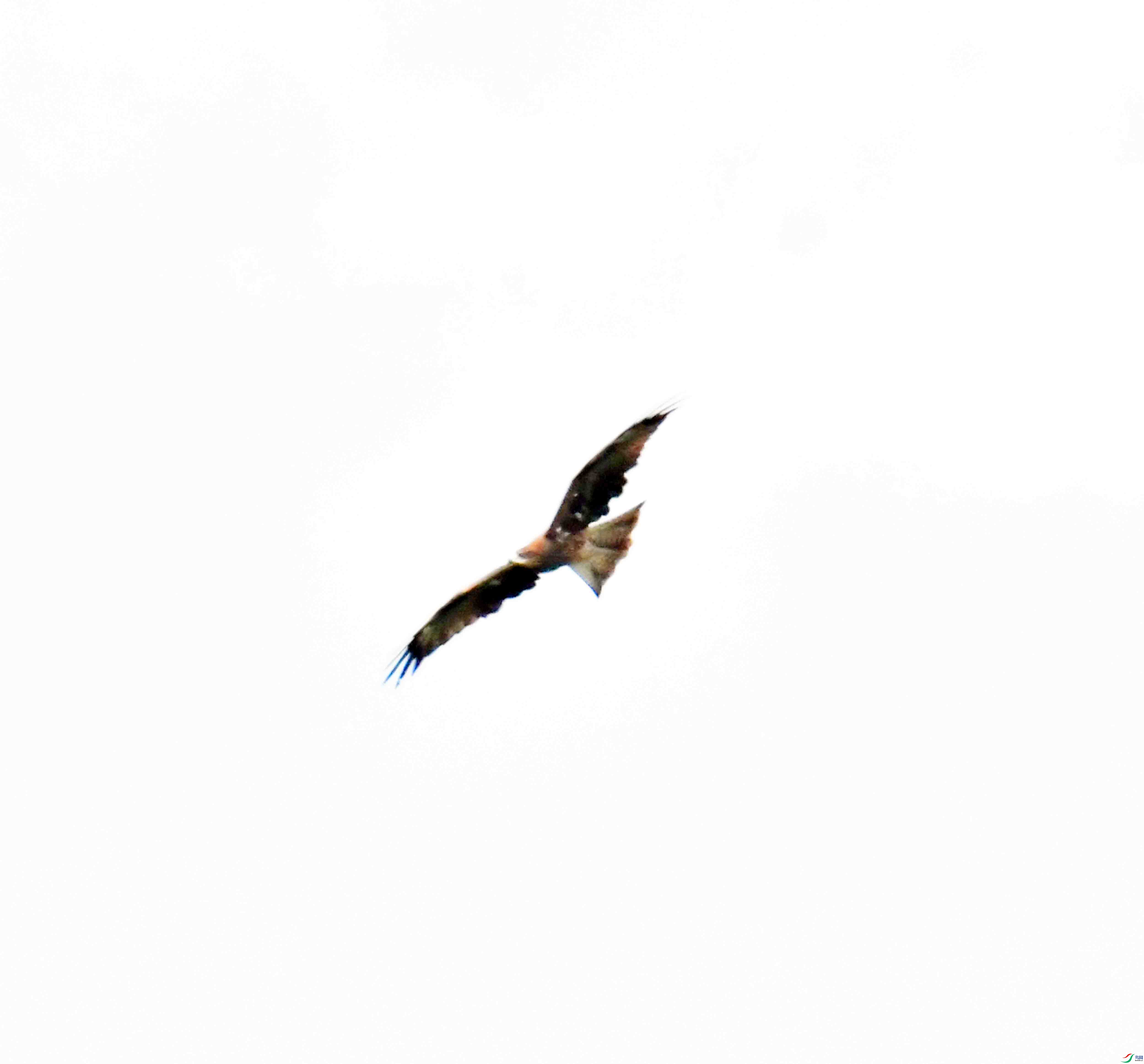 DSC_7949.JPG