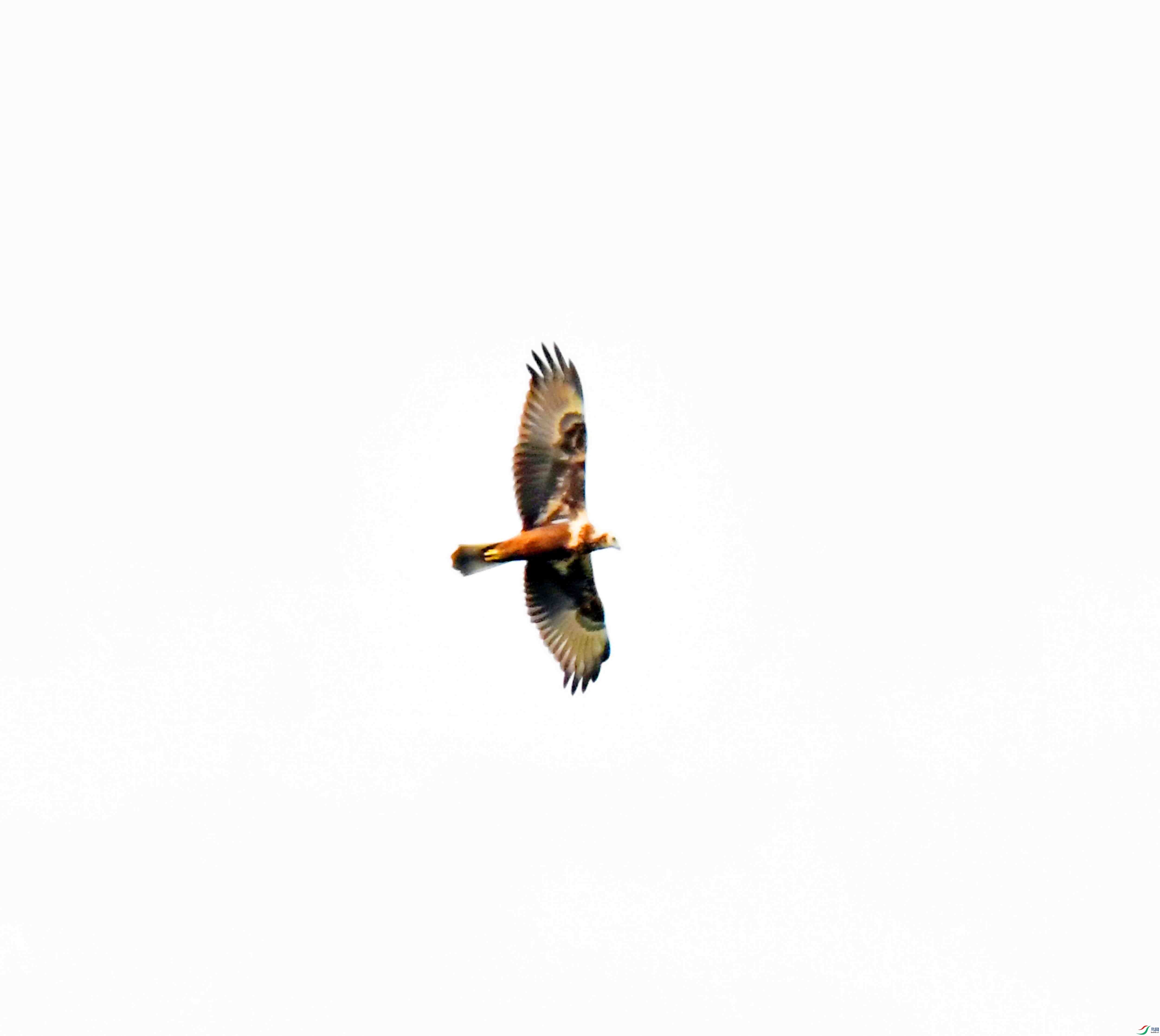 DSC_7954.JPG