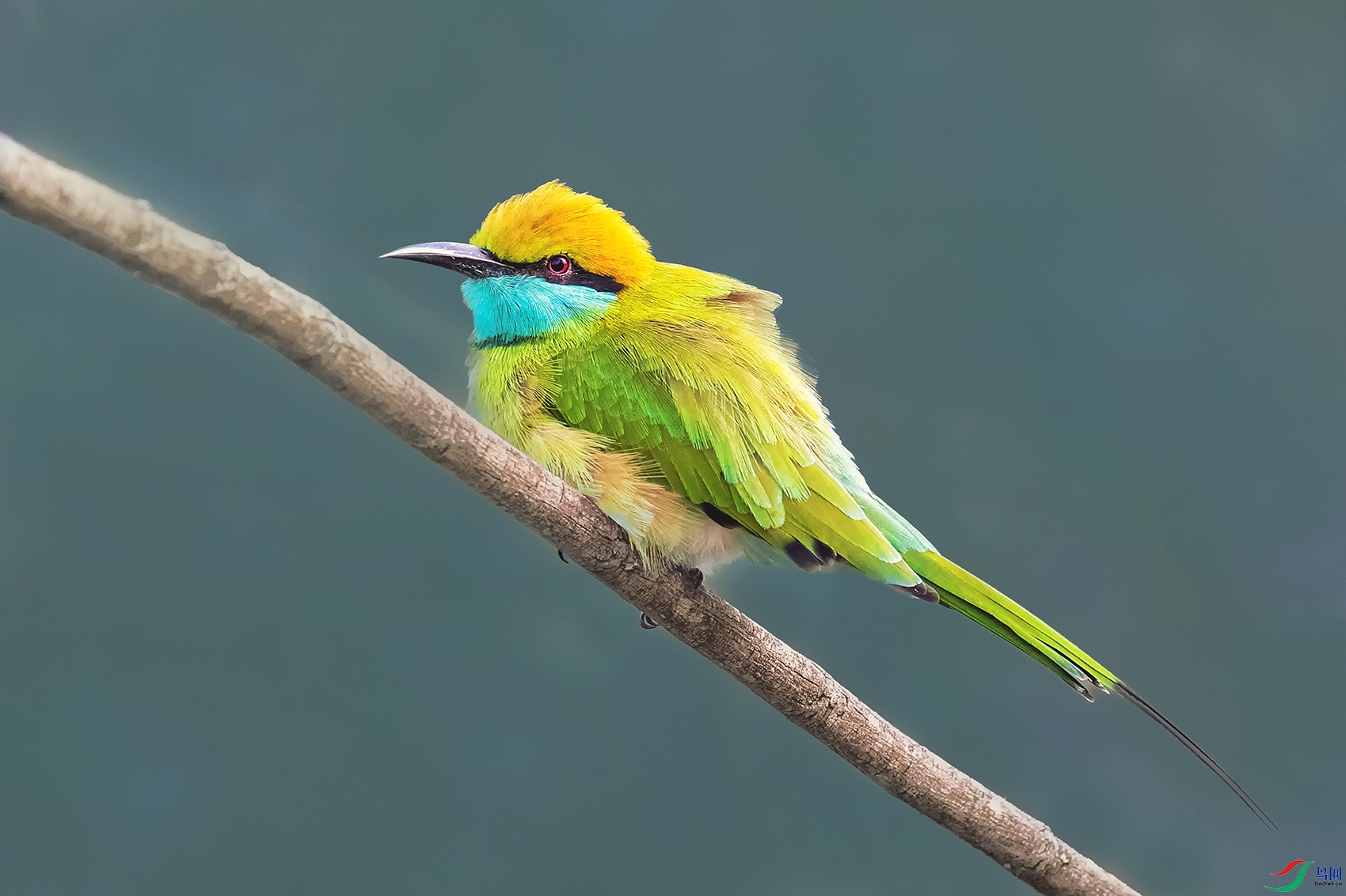 �̺��仢----����֦ͷ