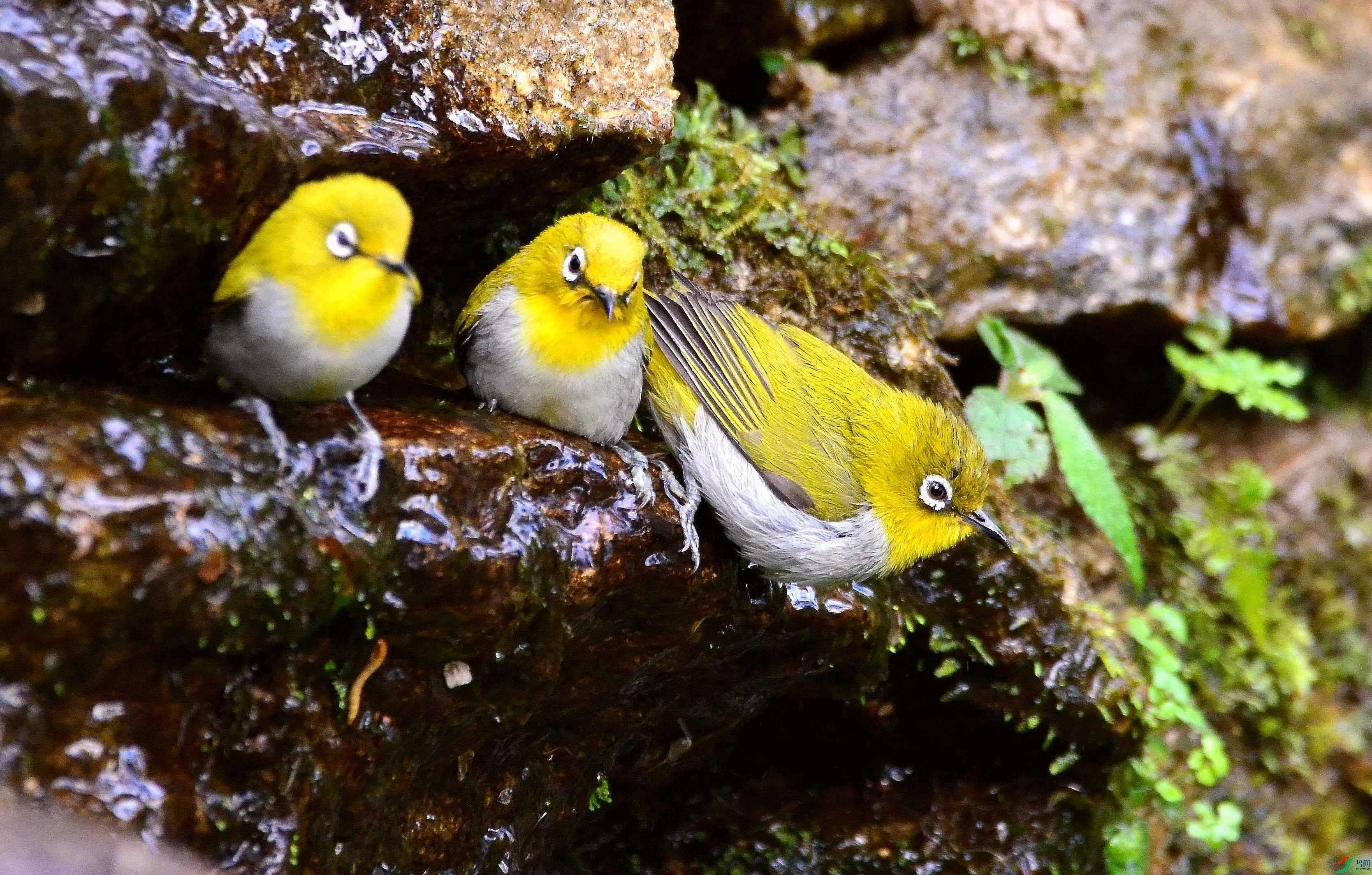 DSC_0930.JPG