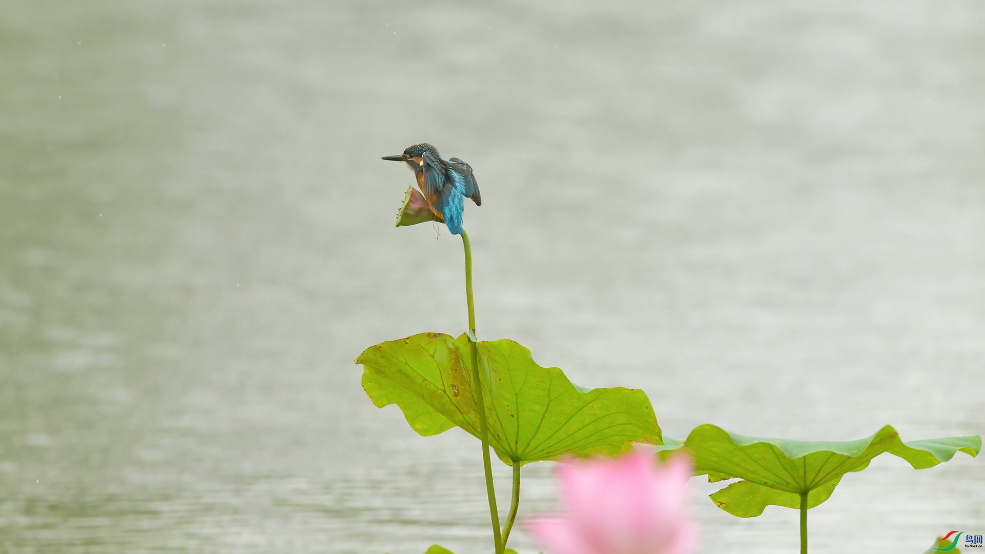 DSC_9558_DxOa.jpg