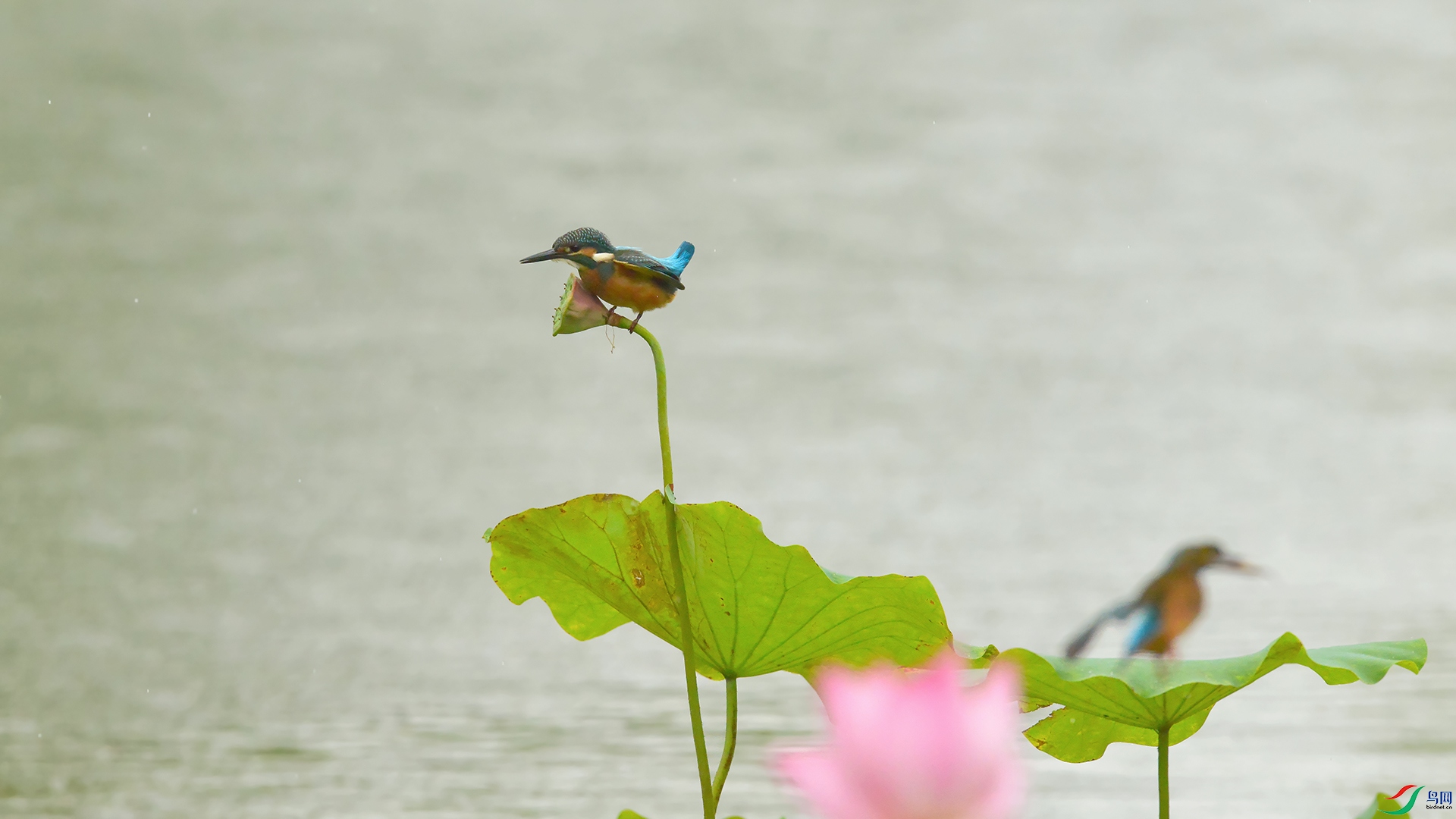 DSC_9549_DxOa.jpg