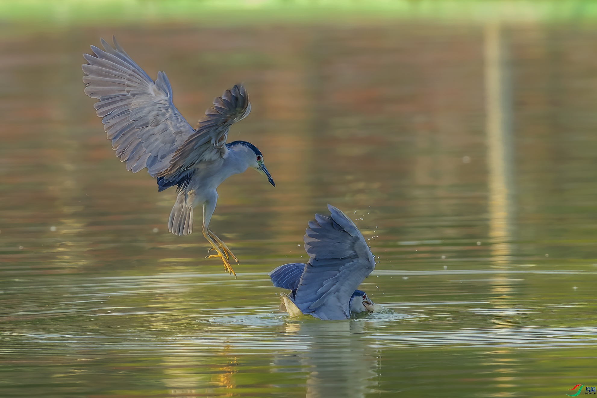 AE1V3856 ����.jpg