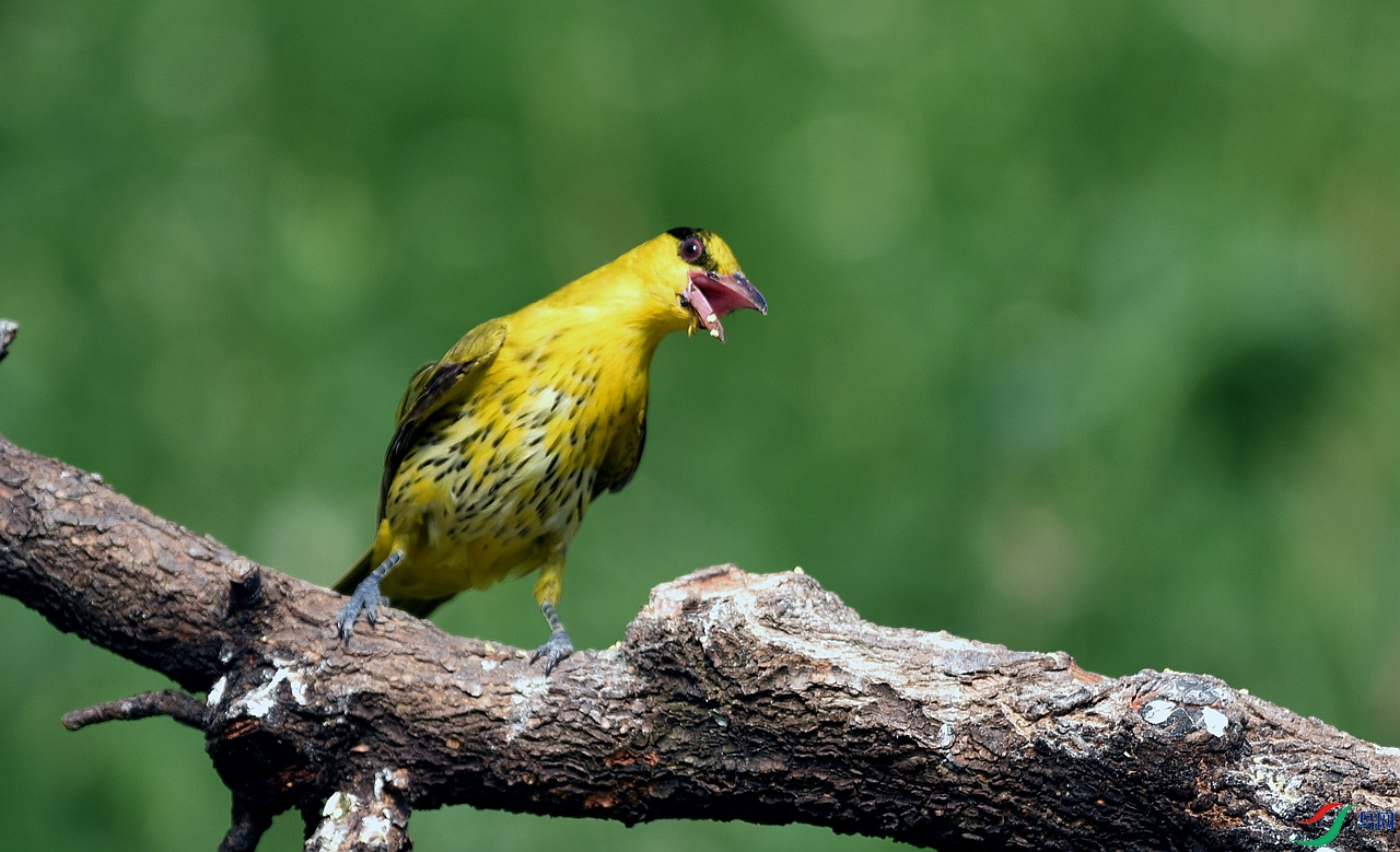 DSC_7321.jpg