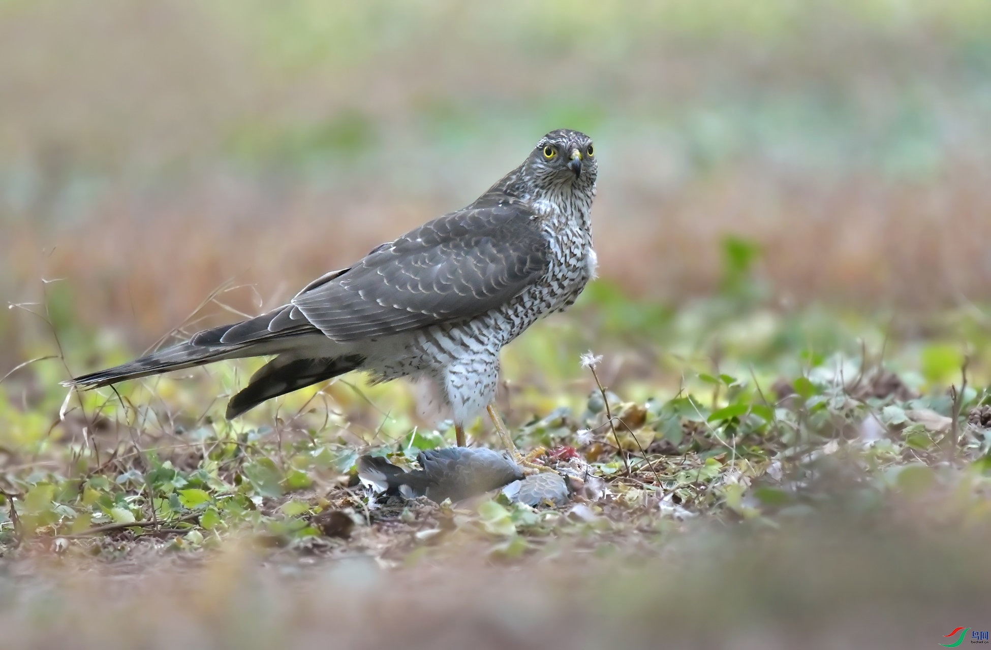 DSC_0212 ����.jpg