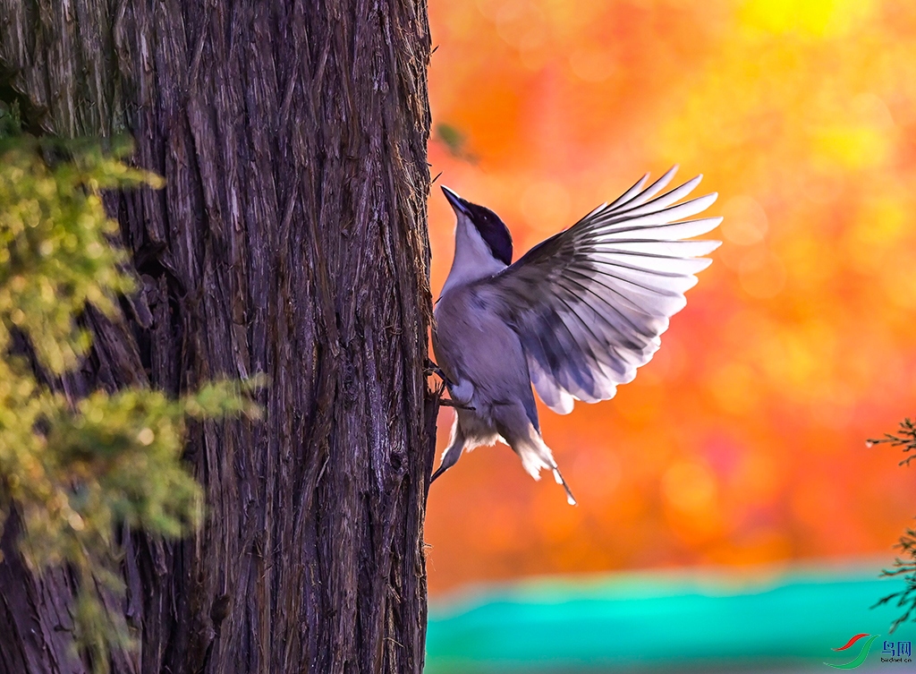 DSC_93--65 ����.jpg