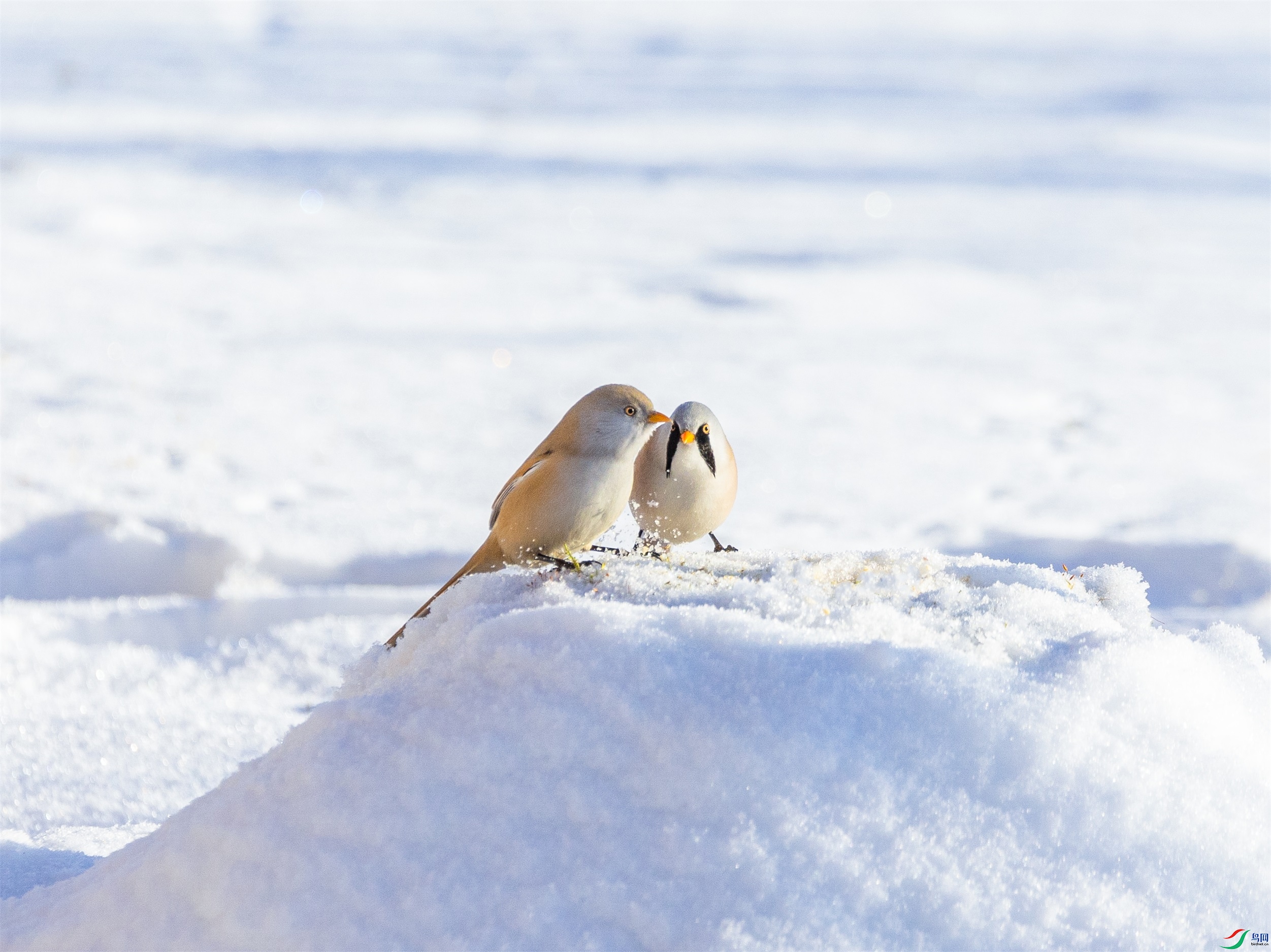 1K3A0450 ����1.jpg