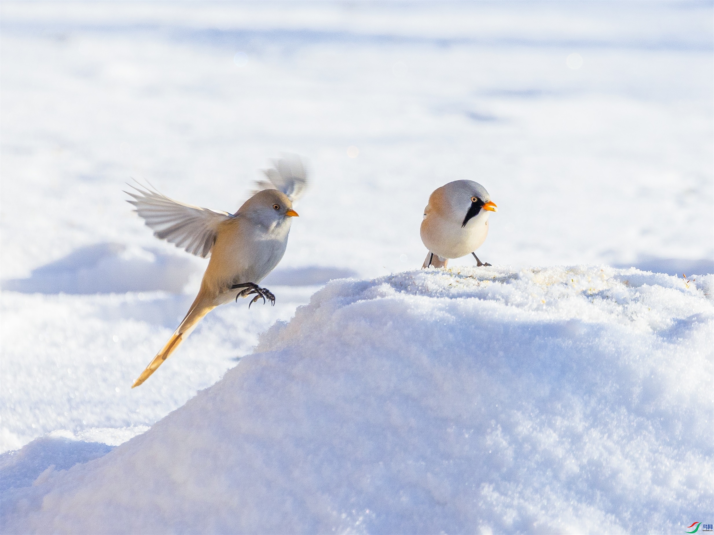 1K3A0447 ����1.jpg