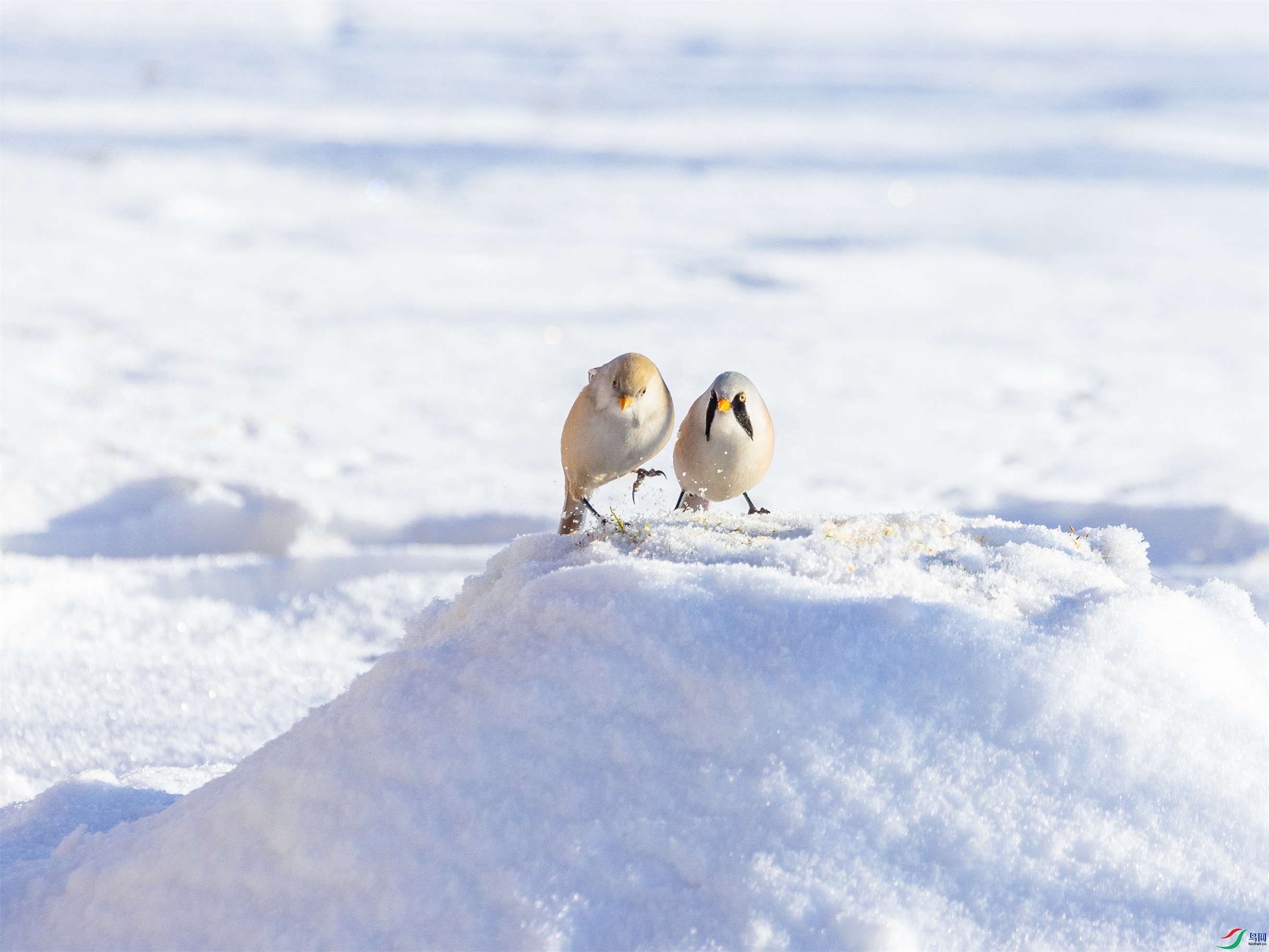 1K3A0452 ����1.jpg