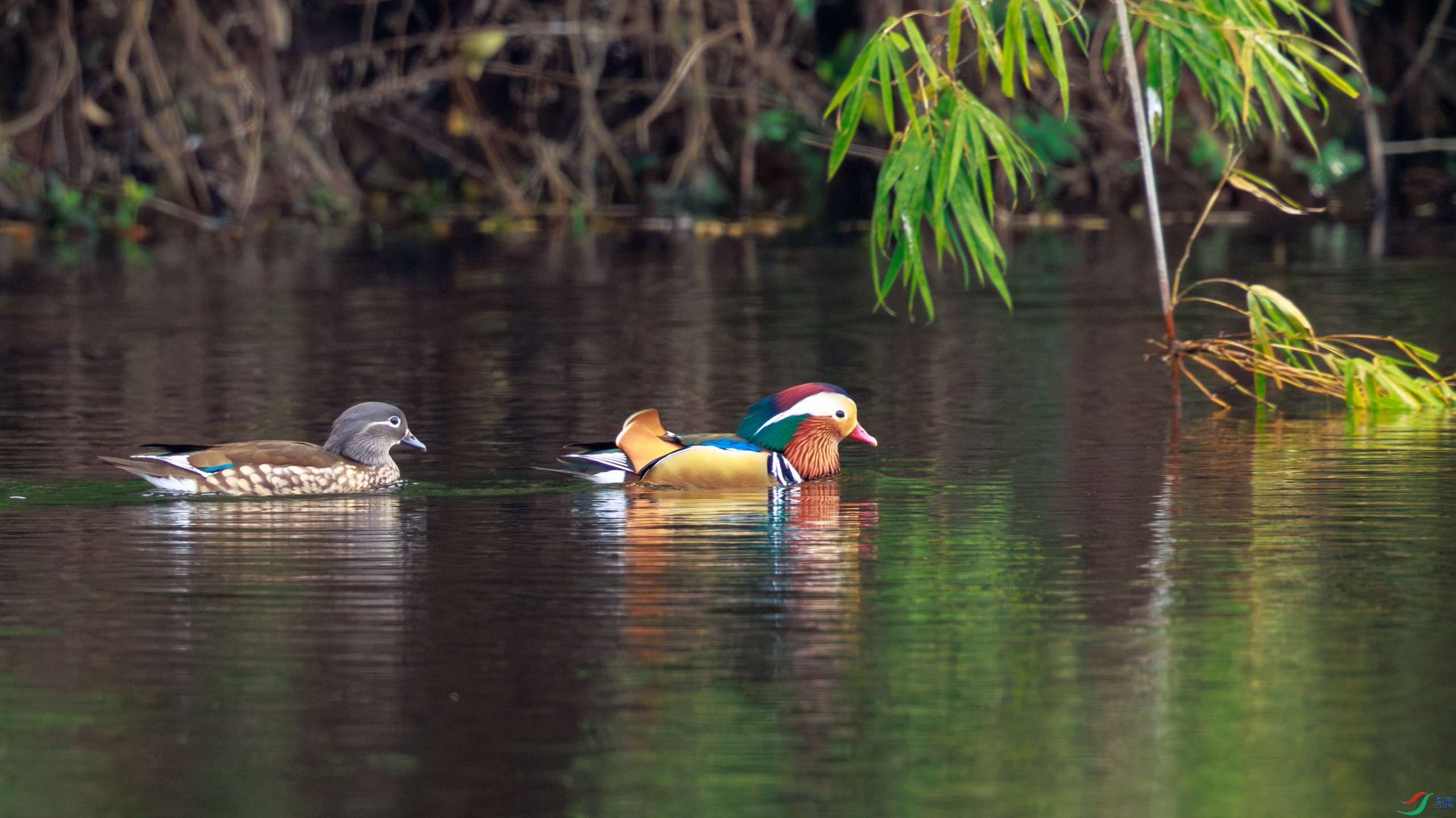 EOS R5 2��+540+2X������