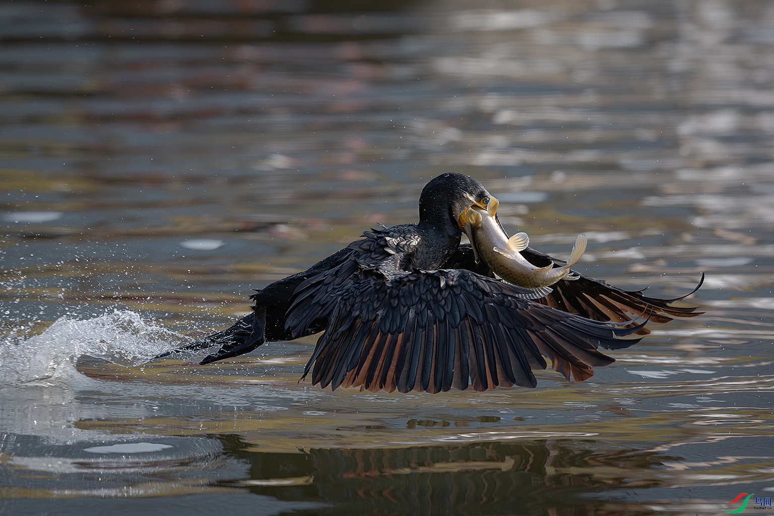 _31A3150-����ǿ-NR ����.jpg