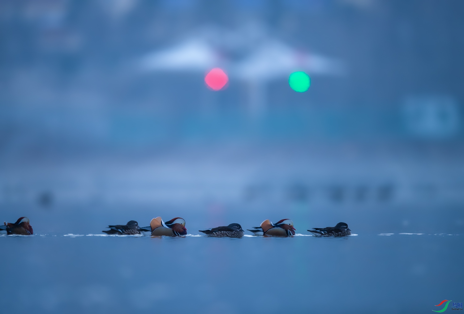 ��˫�ɶ���ҹ�� 1_2I6I9834.jpg