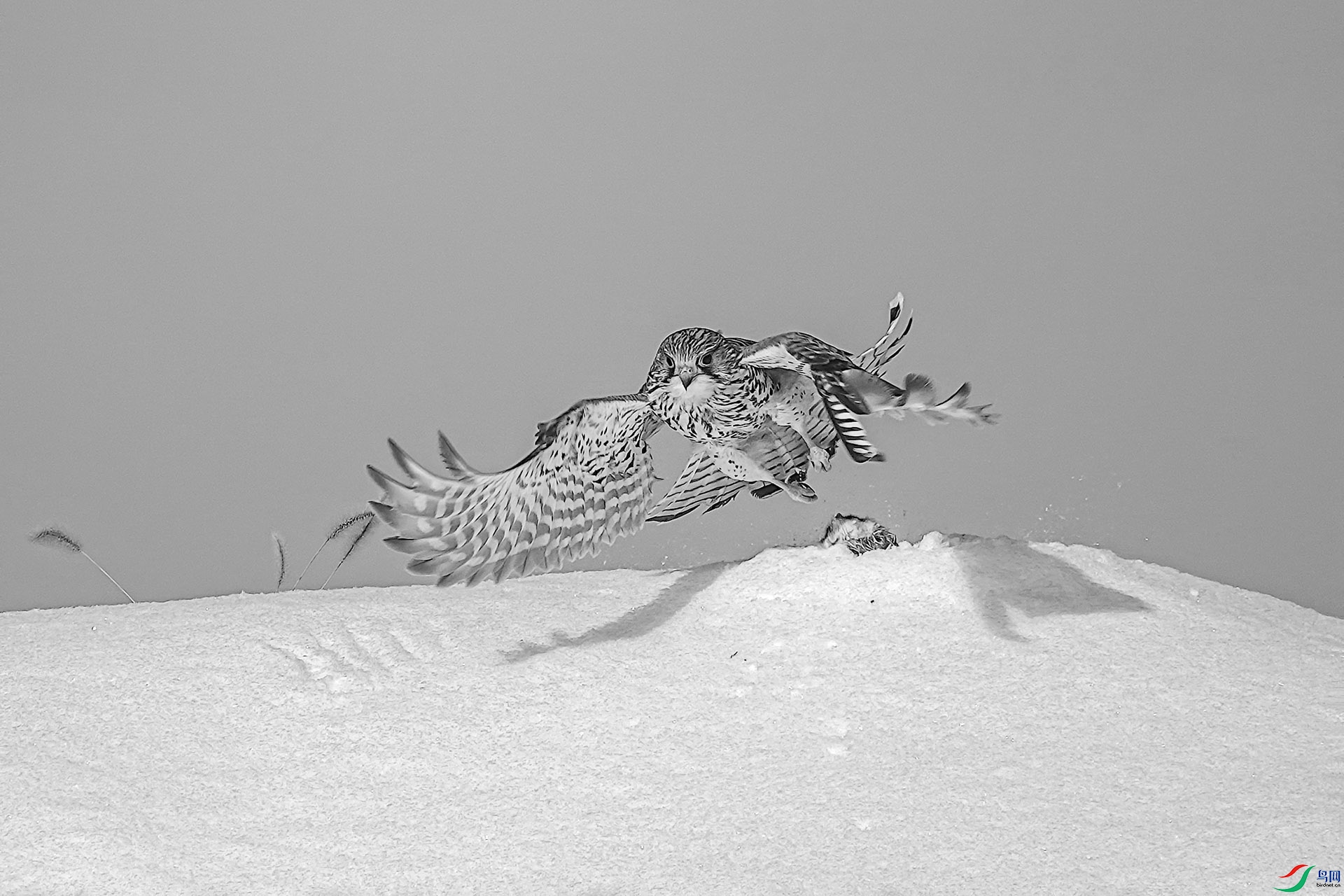ADSC01595H.jpg