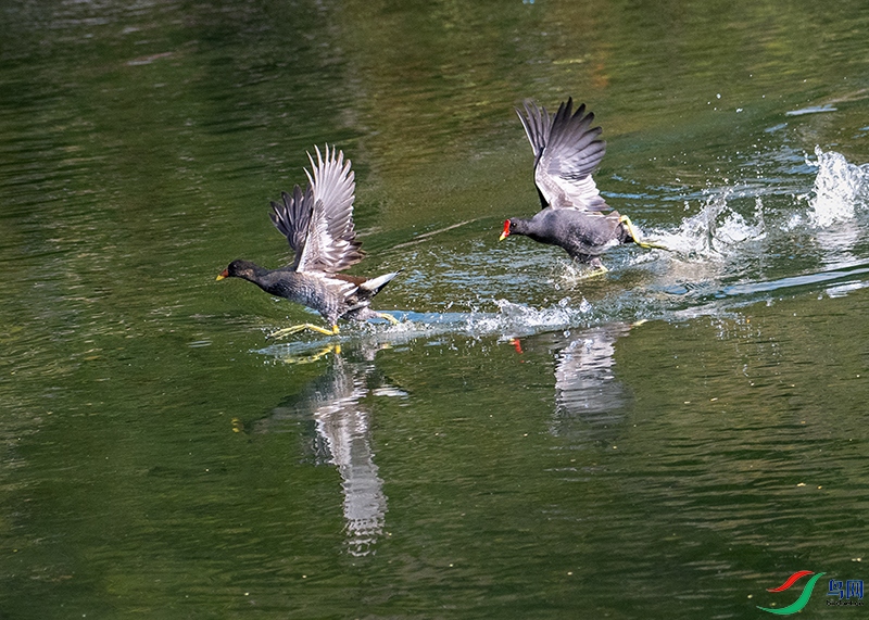 DSC_2361-111.jpg