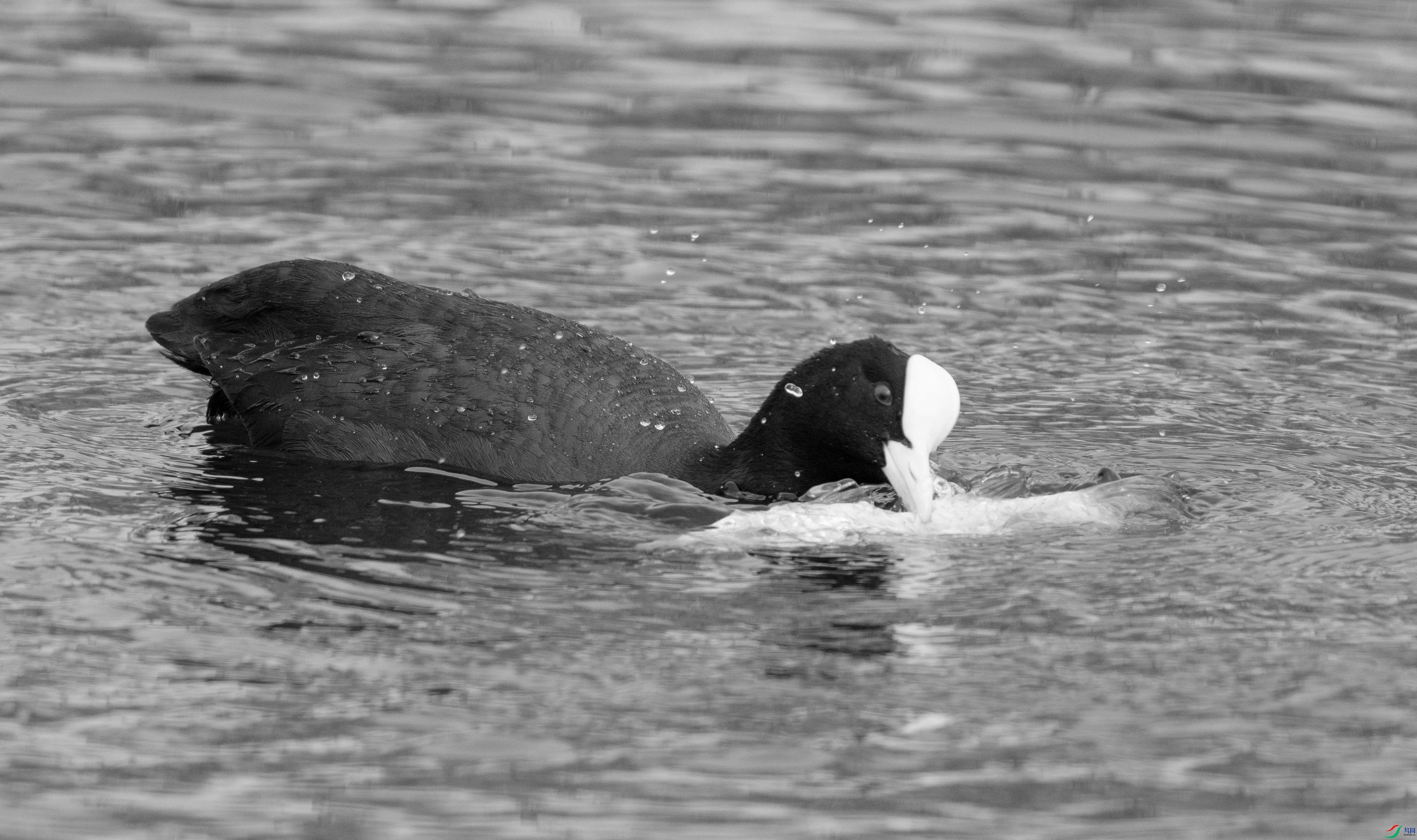 DSC07313 ����.jpg