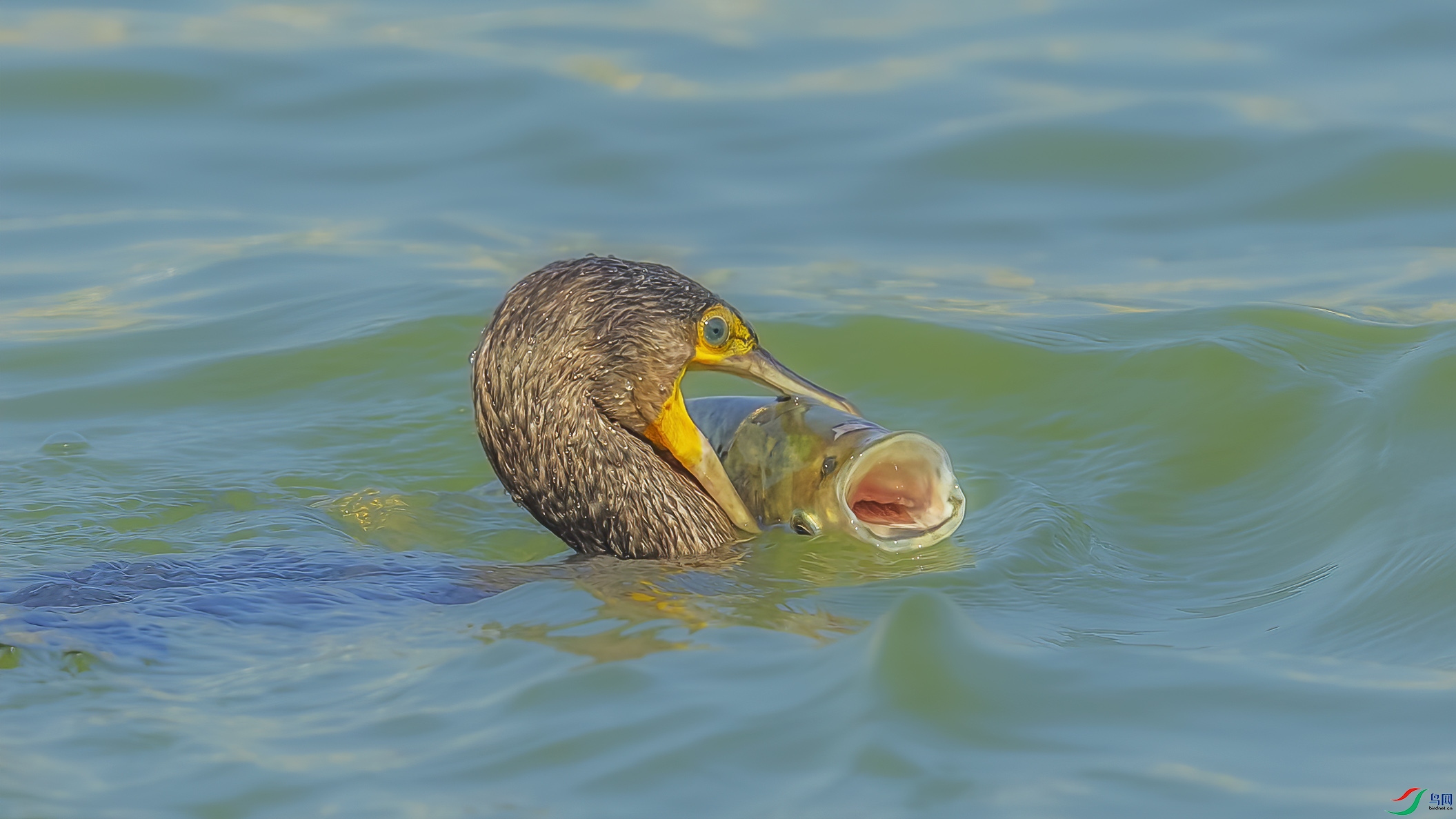 AE1V4445 ����1.jpg