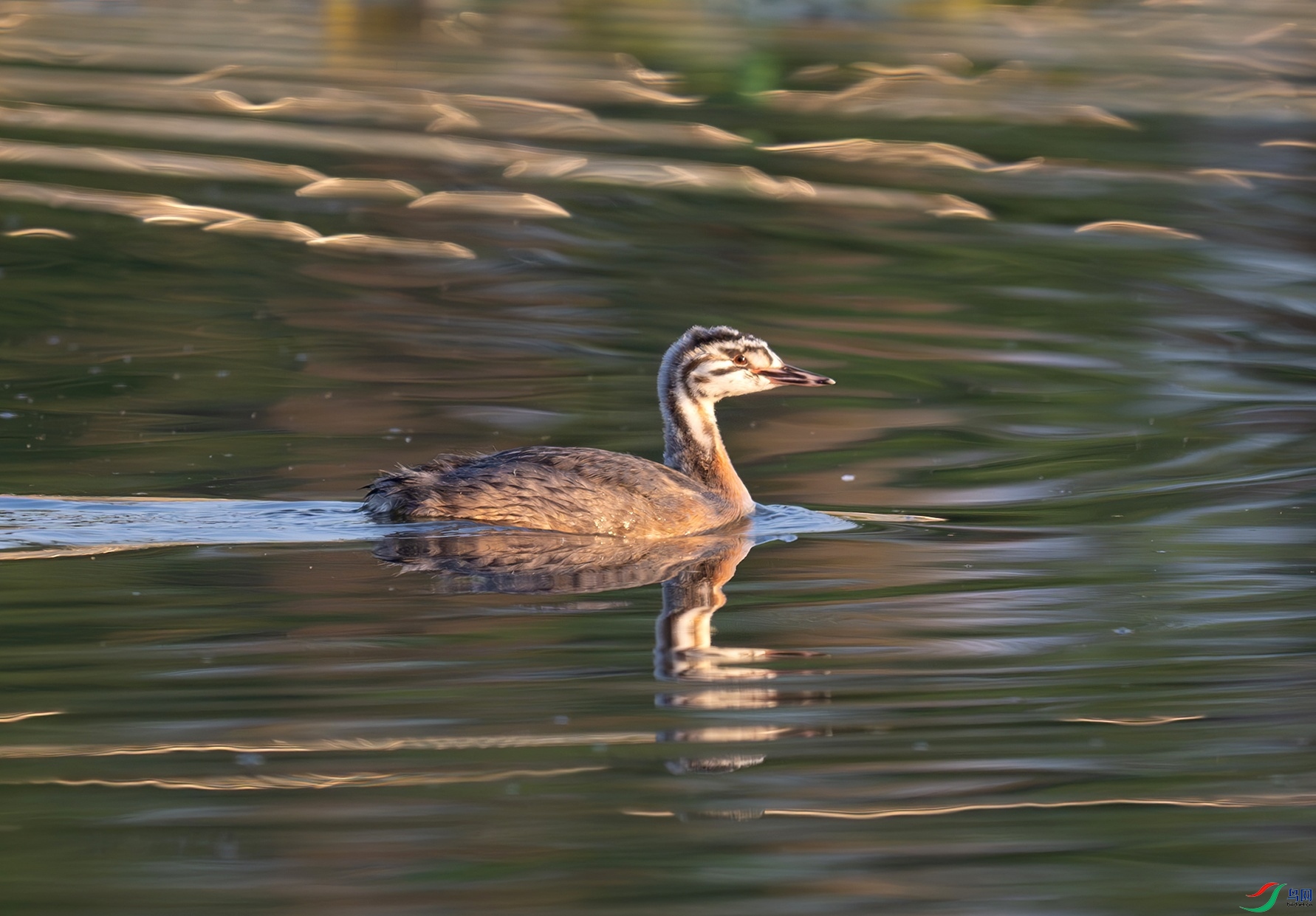 _DSC8973f.jpg