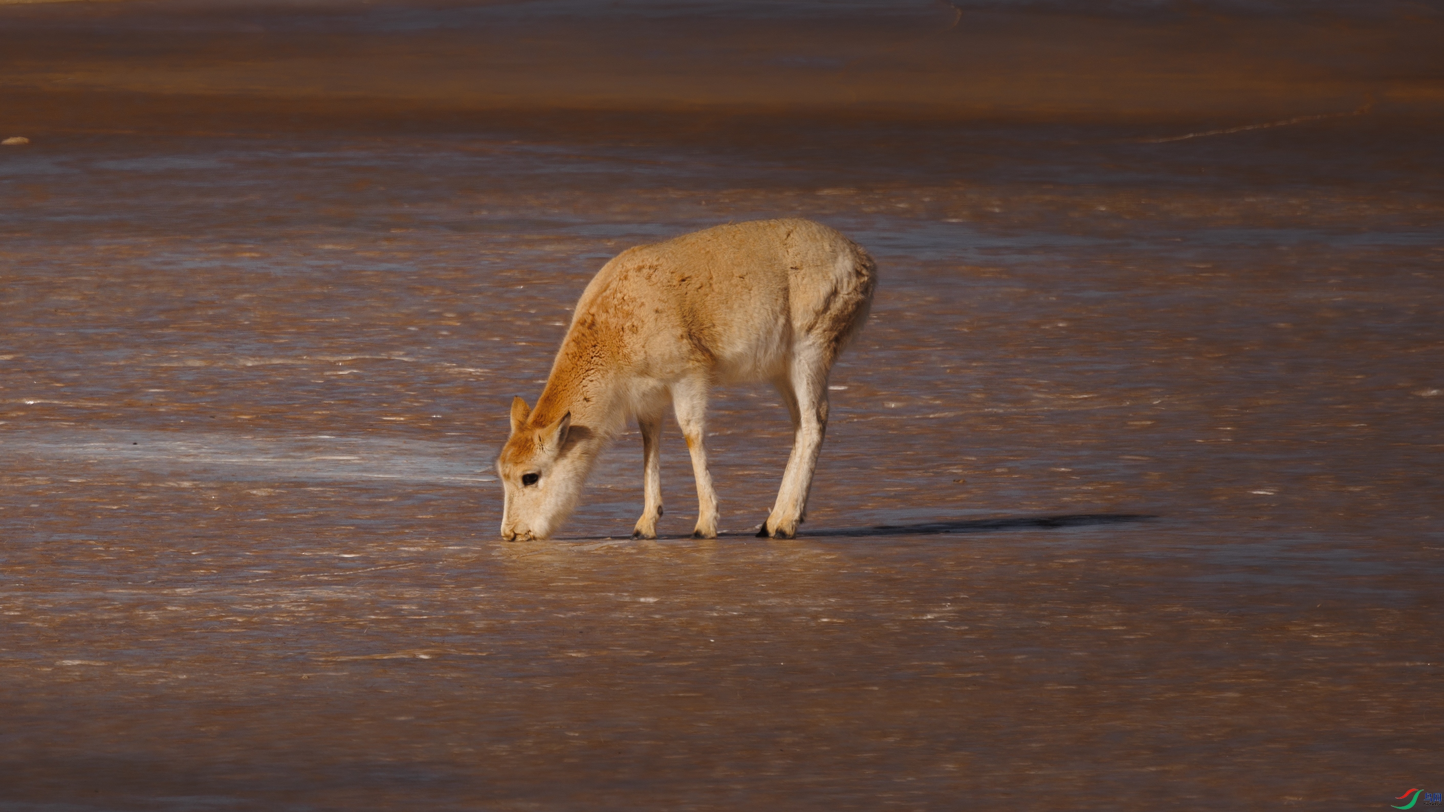 381A3845 ����44444.jpg