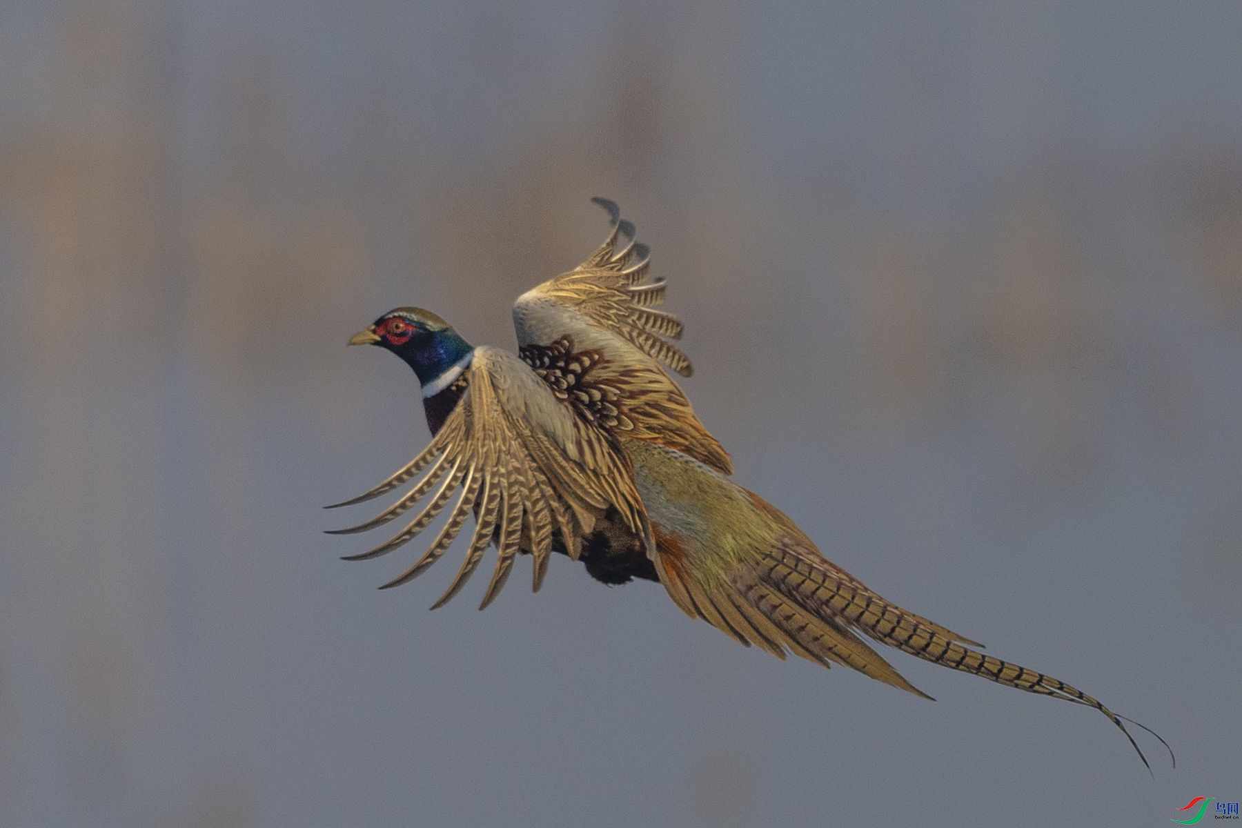 �ɡ�����