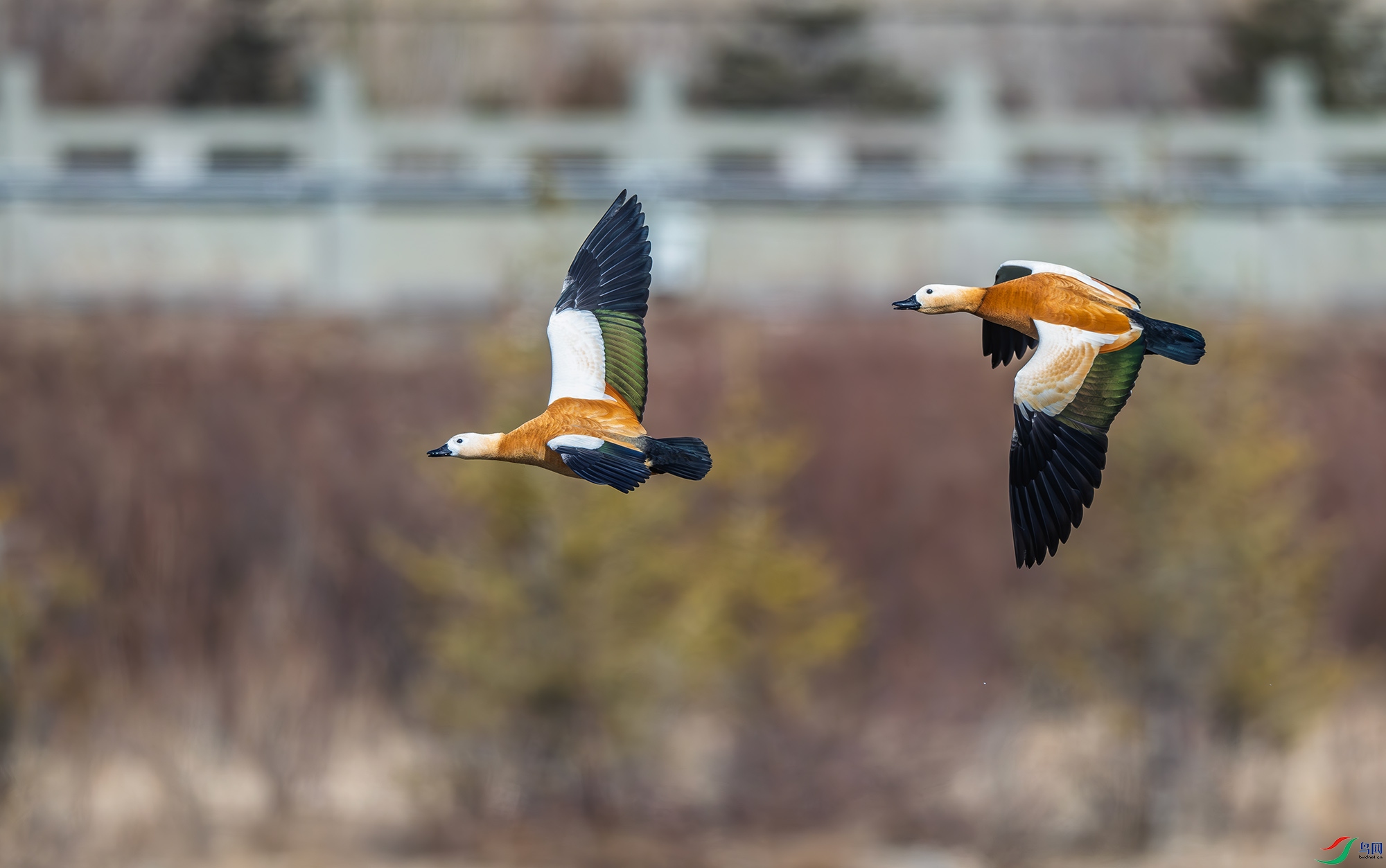 DSC_0953.jpg