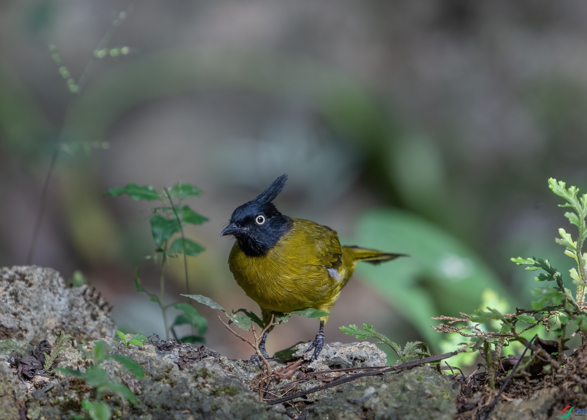 DSC_0514-1.jpg