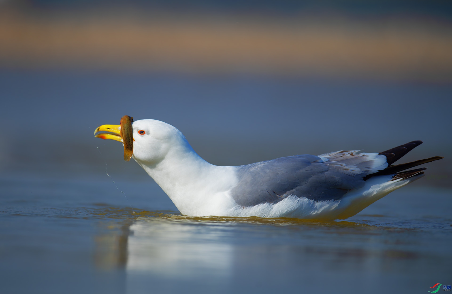 DSC_4219-1.jpg
