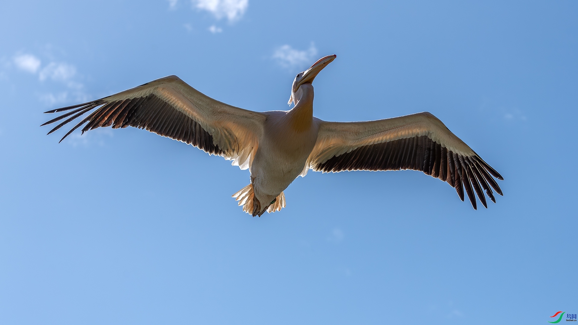 ÿ��һͼ  ���ɸ߷�  ���� ����ǿ �ܶ�.jpg