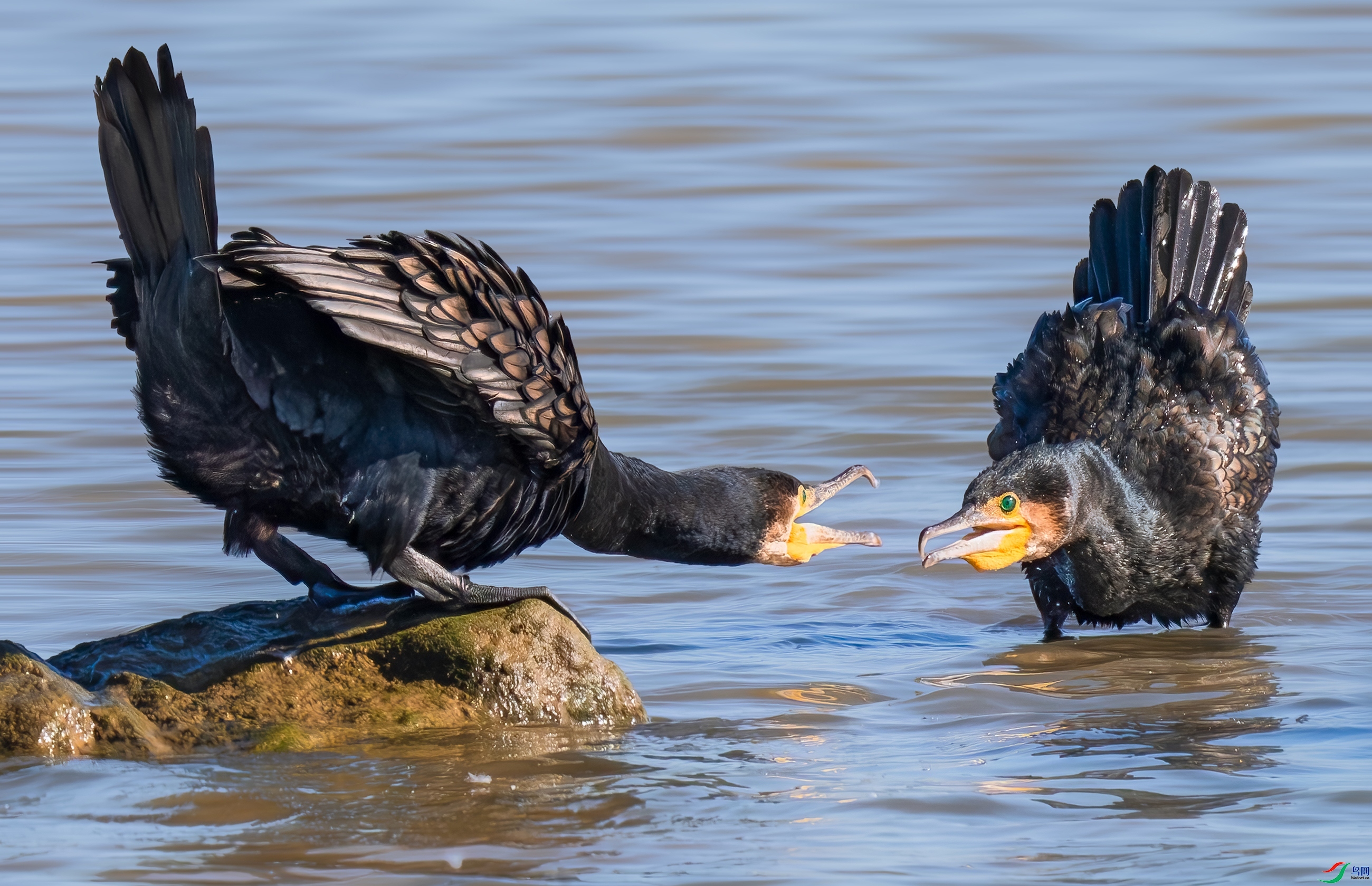 ��ʲô����ץ��ȥ��  ���� 춼ͷ� ��һ.jpg